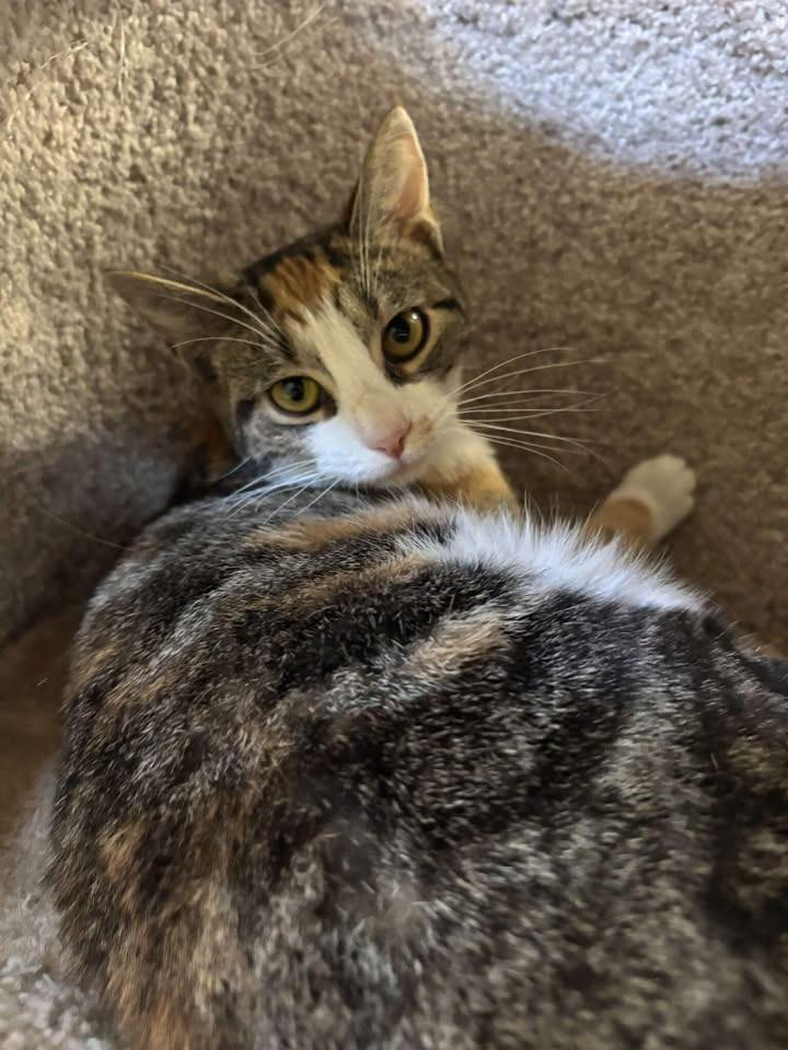 Enlarge Catillac, a Adoptable mixed breed in Waverly, NY image 6/6