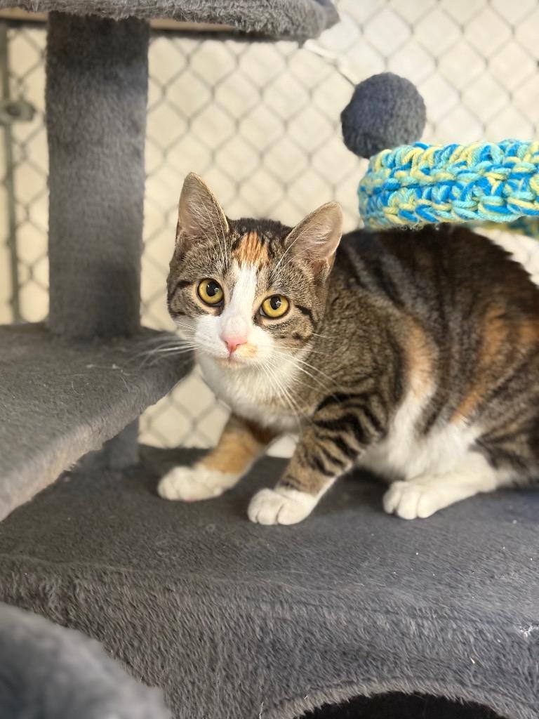 Catillac, Adoptable, Young Female Domestic Short Hair.