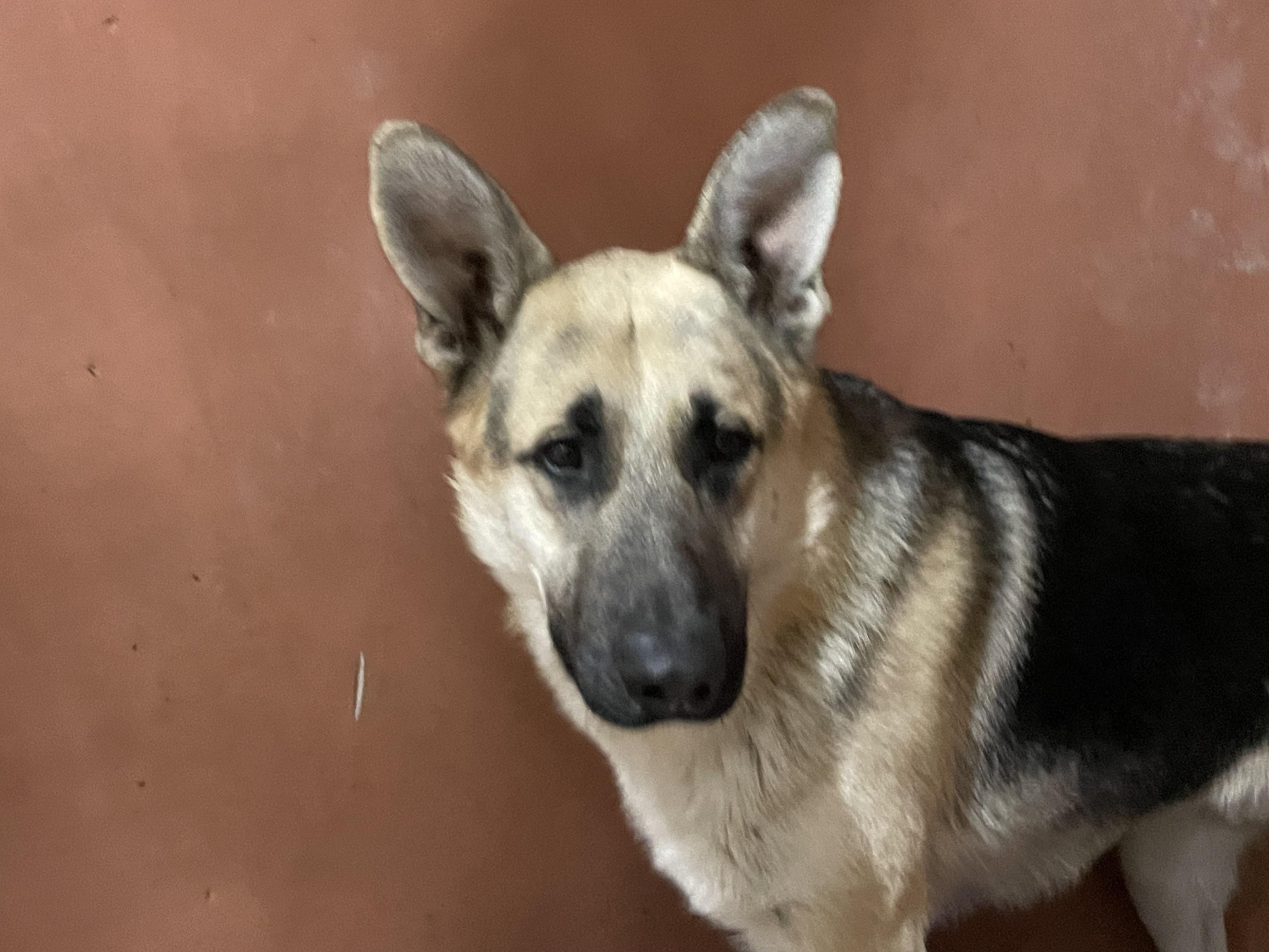 Enlarge Caleb, a ADOPTABLE German Shepherd Dog in Monson, MA image 2/2