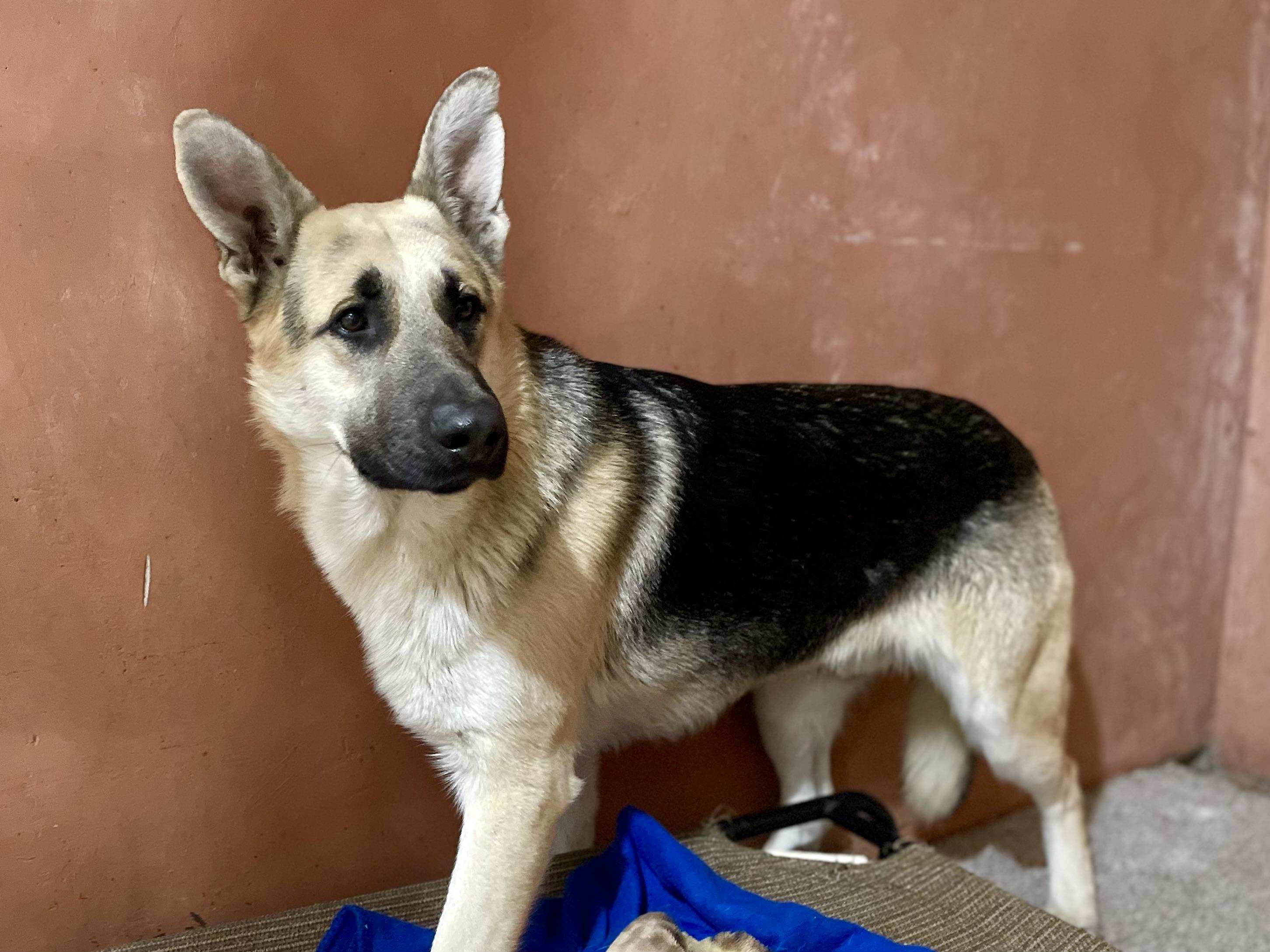 Enlarge Caleb, a ADOPTABLE German Shepherd Dog in Monson, MA image 1/2