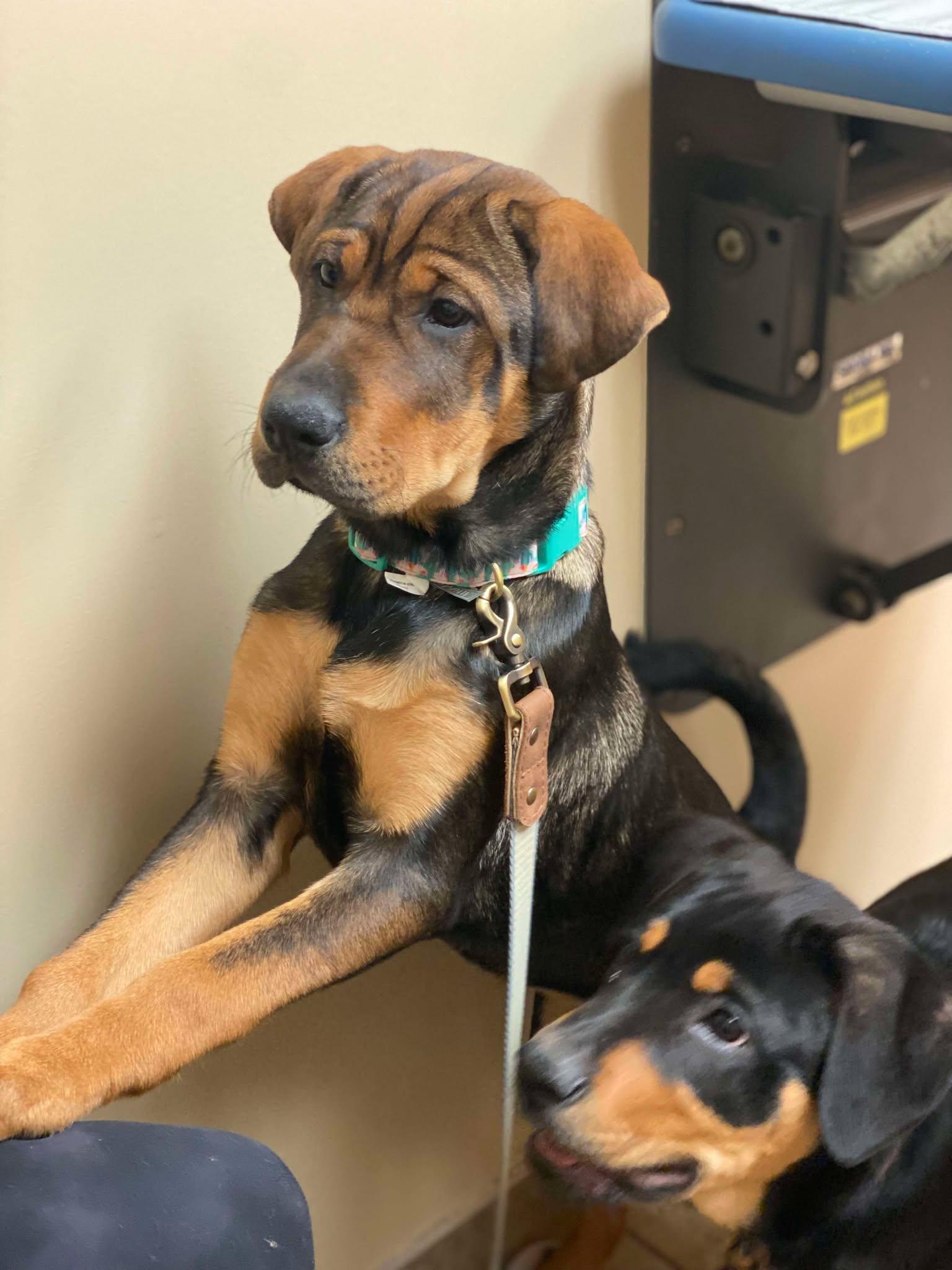 FANTA, Adoptable, Young Female Rottweiler & Shar-Pei.