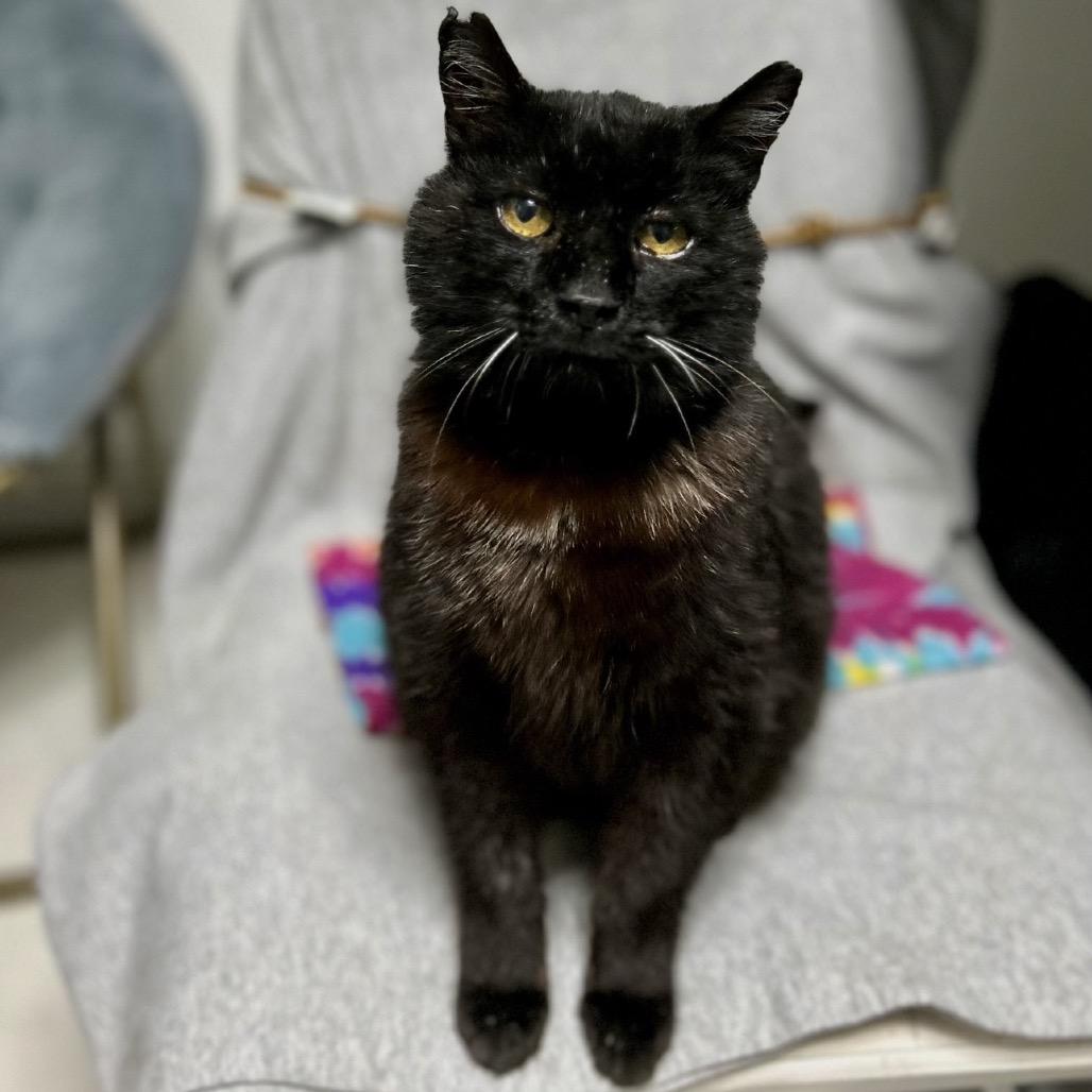 Enlarge Juice, a Adoptable Domestic Short Hair in Bountiful, UT image 1/4
