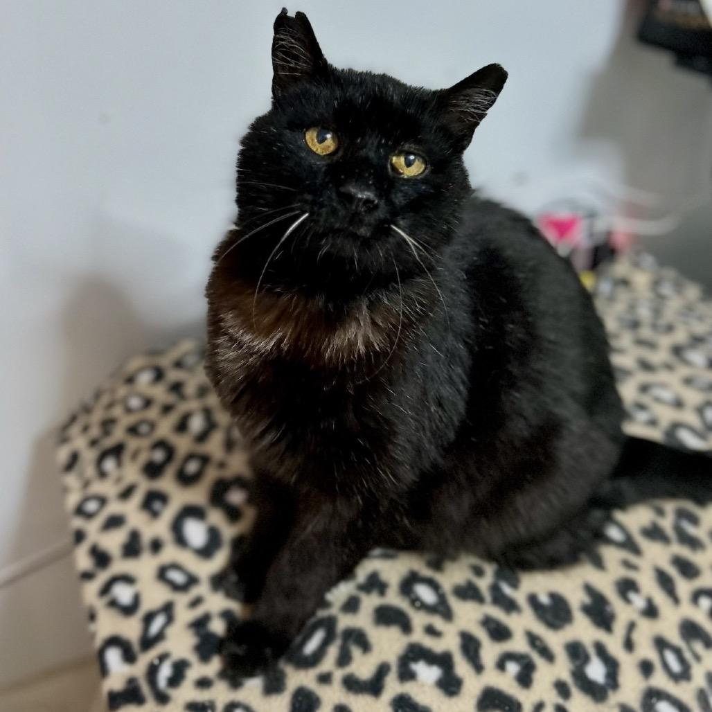 Enlarge Juice, a Adoptable Domestic Short Hair in Bountiful, UT image 2/4