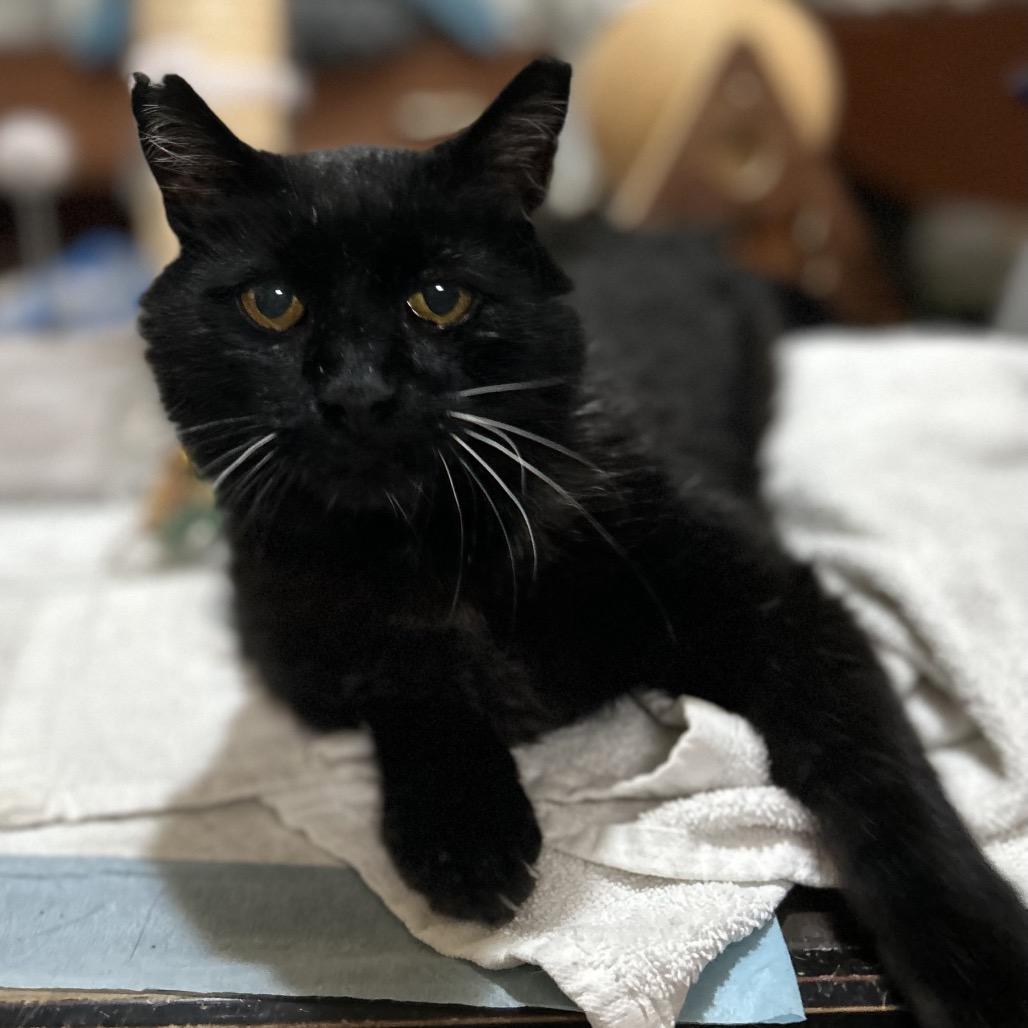 Enlarge Juice, a Adoptable Domestic Short Hair in Bountiful, UT image 3/4