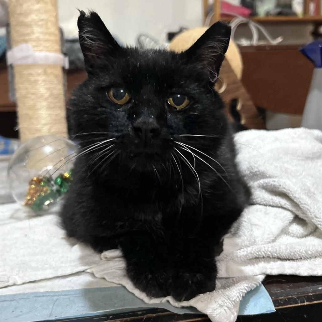 Enlarge Juice, a Adoptable Domestic Short Hair in Bountiful, UT image 4/4