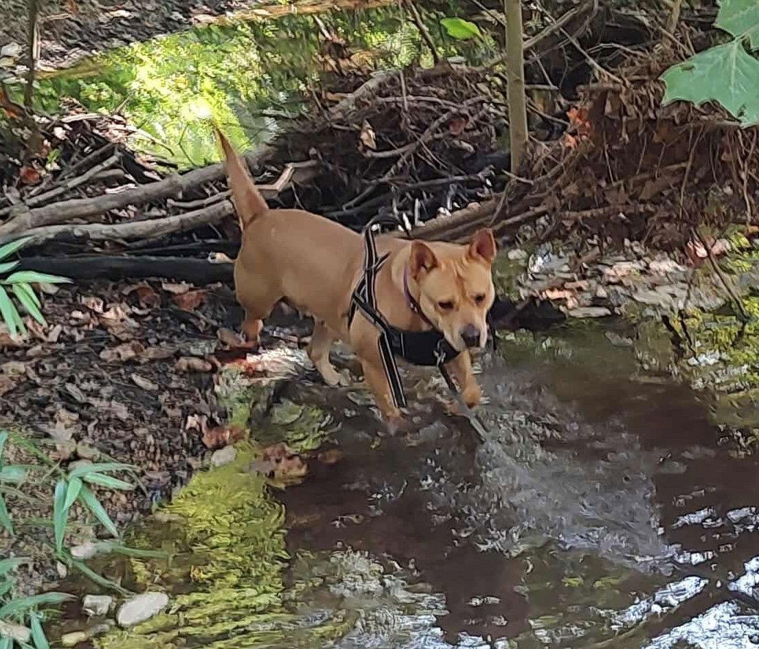 Enlarge Ethel, a Adoptable Terrier in St. Louis, MO image 1/3