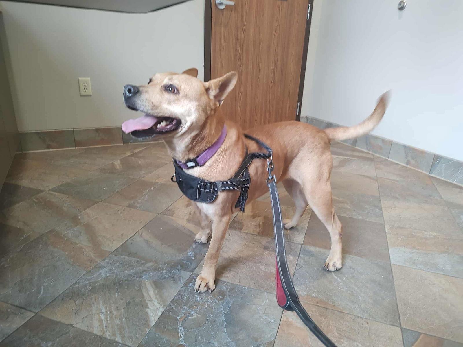 Enlarge Ethel, a Adoptable Terrier in St. Louis, MO image 2/3