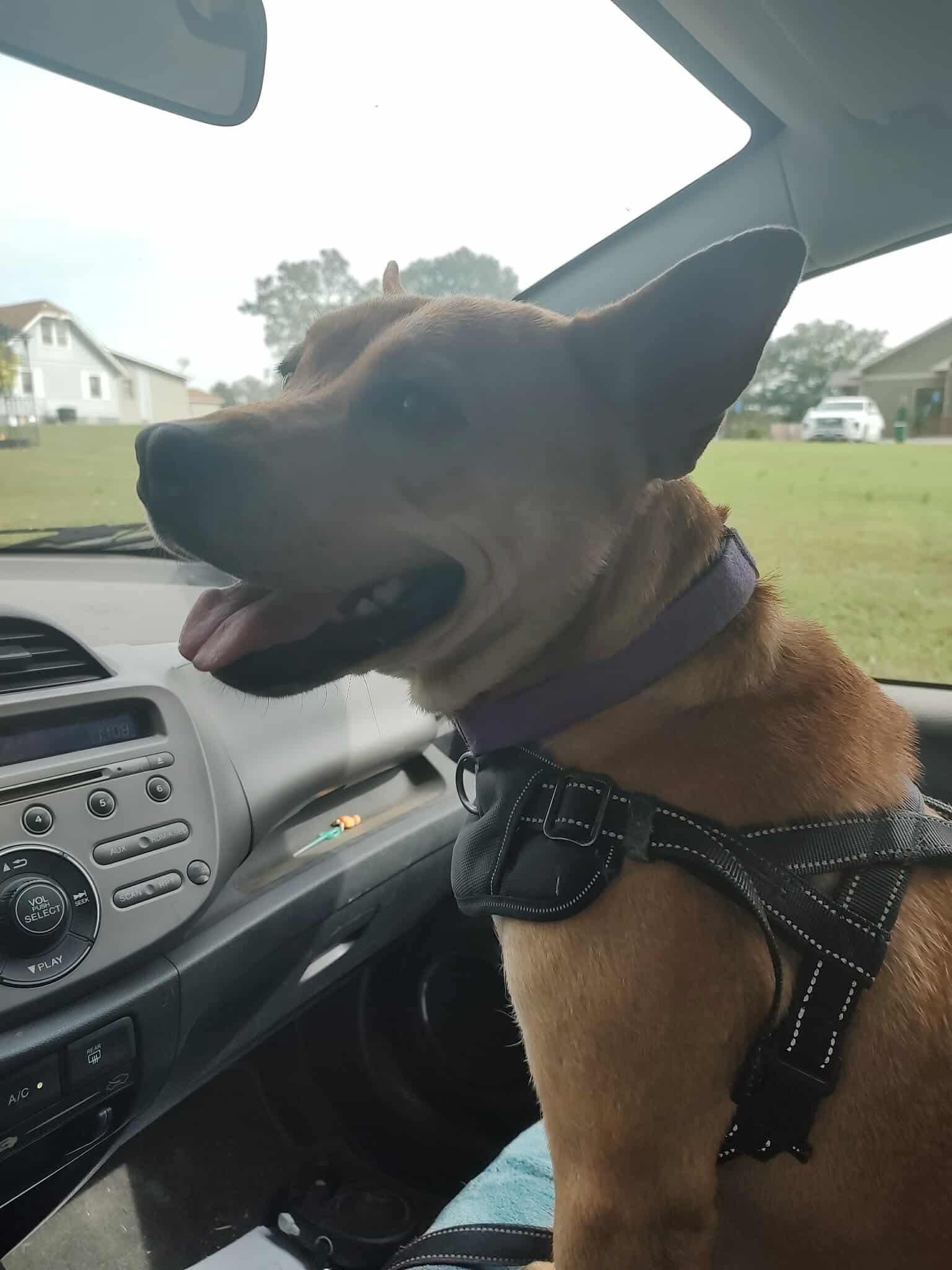 Enlarge Ethel, a Adoptable Terrier in St. Louis, MO image 3/3