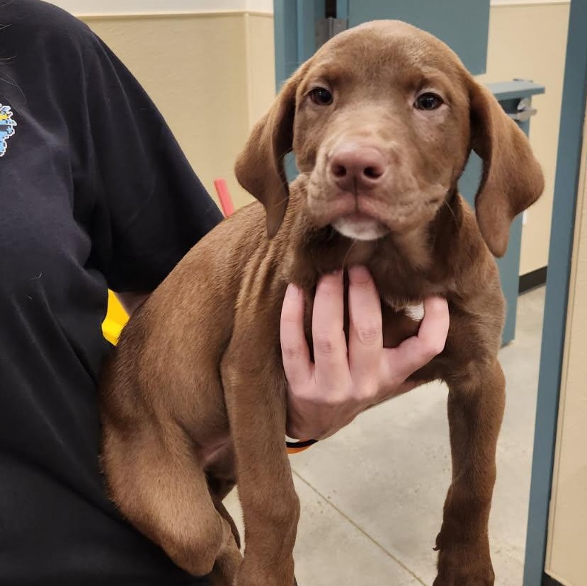 Grandma, adopted, Puppy Female Retriever.