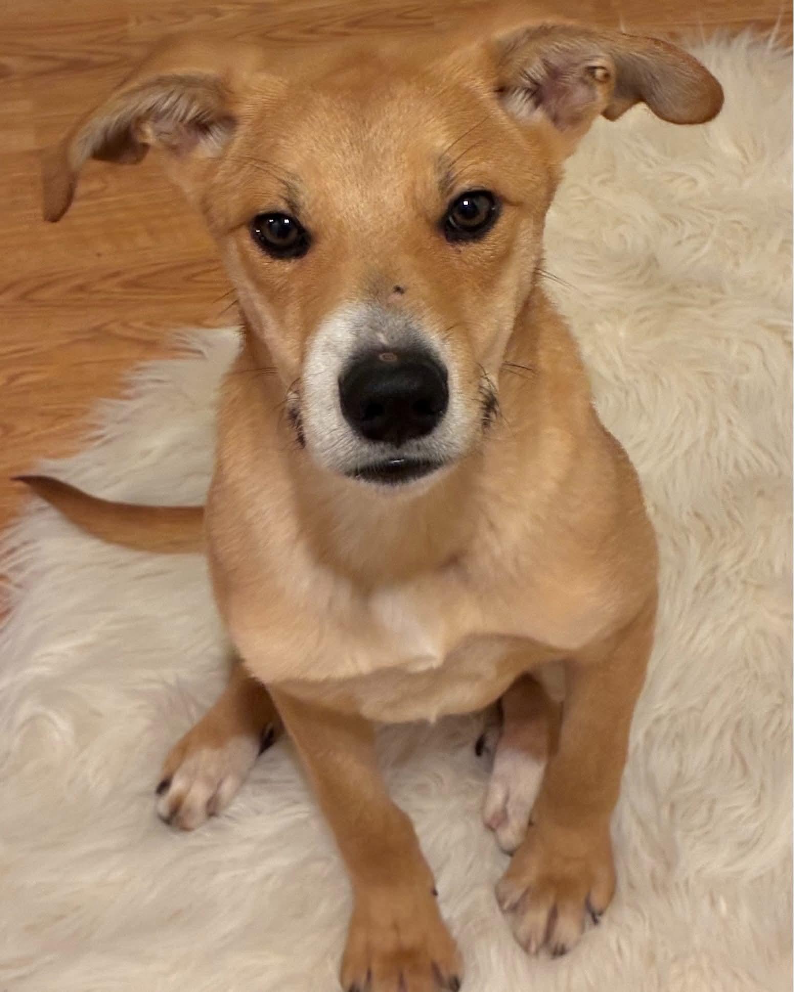 Enlarge Simon, a ADOPTABLE mixed breed in Washington , PA image 1/1