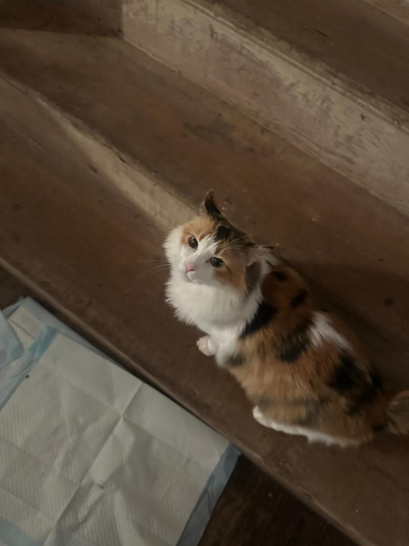 Sunshine, adopted, Adult Female Calico.