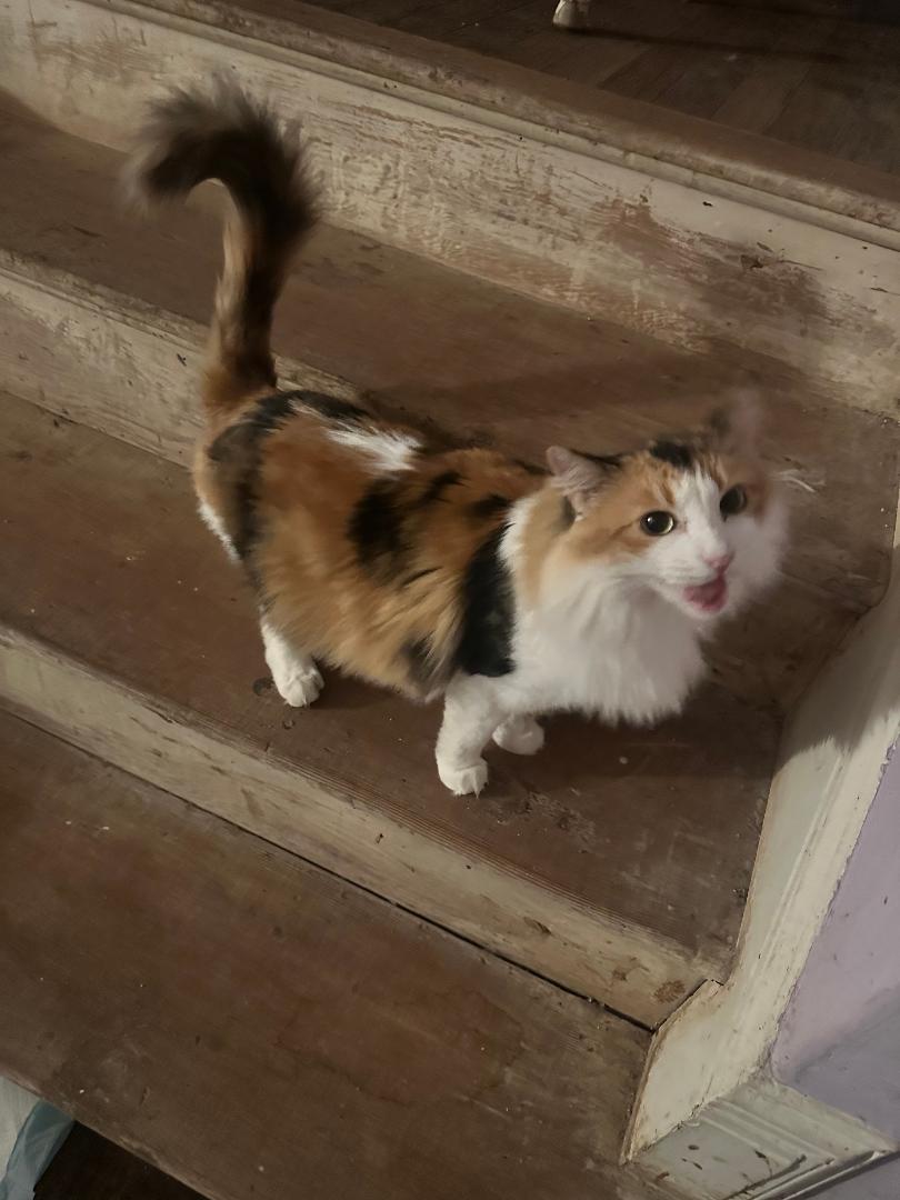 Enlarge Sunshine, an adopted Calico in BEVERLY HILLS, CA image 2/3