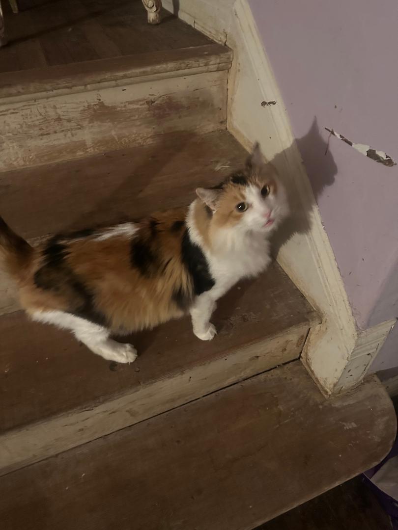 Sunshine, adopted, Adult Female Calico.