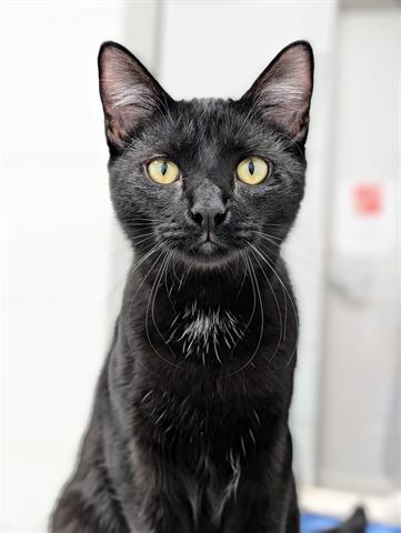 Enlarge KODA, a Adoptable Domestic Short Hair in Canfield, OH image 1/1