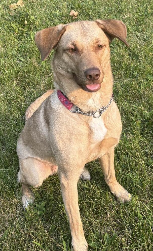 Shelby, a Adoptable mixed breed in North York, ON image 2/4