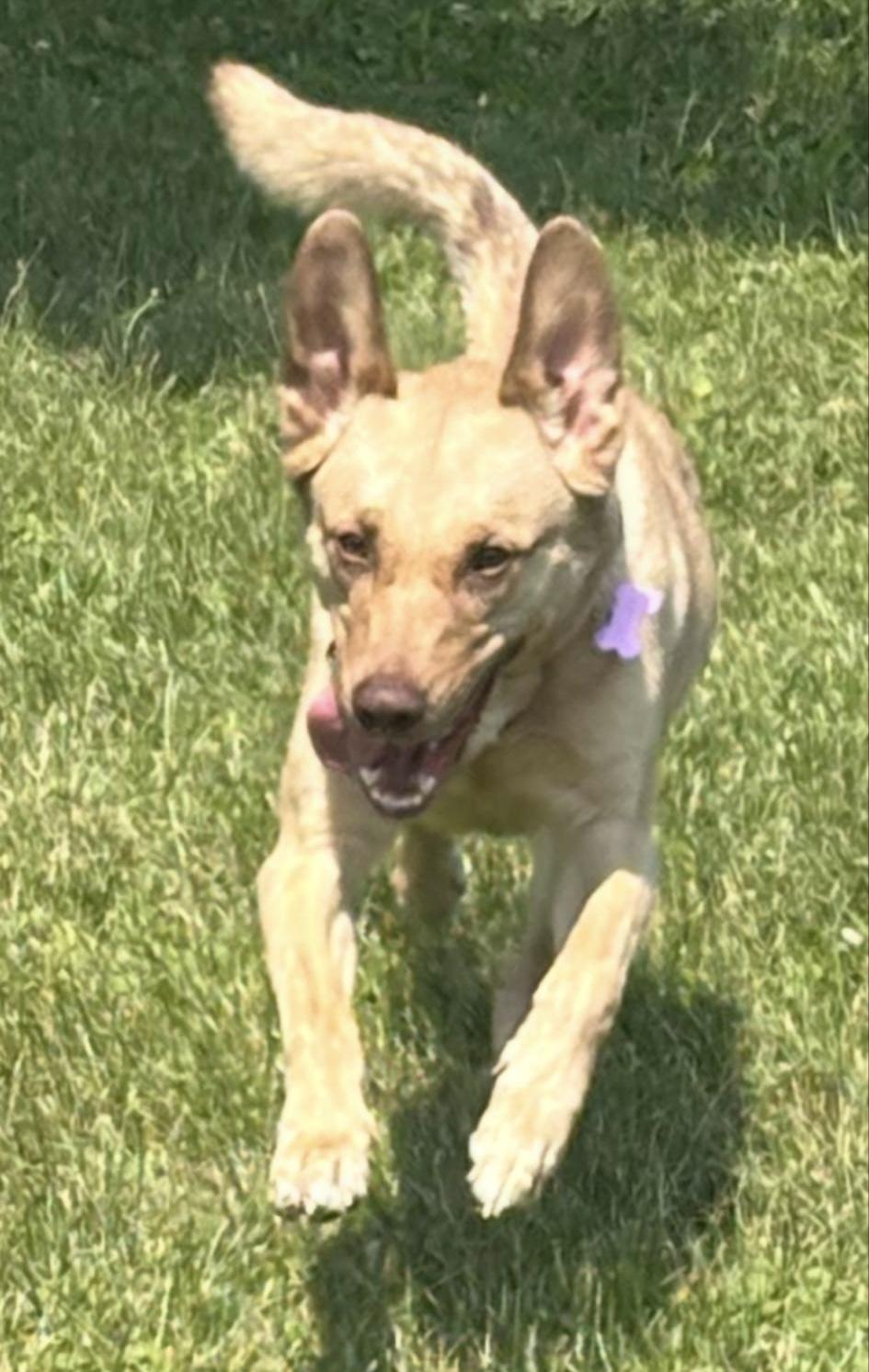 Shelby, a Adoptable mixed breed in North York, ON image 3/4