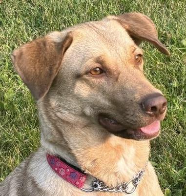 Shelby, Adoptable, Adult Female Labrador Retriever.