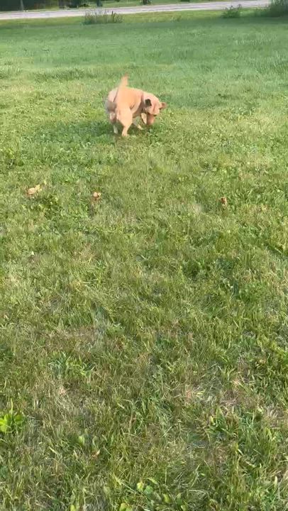 Enlarge Shelby, a Adoptable mixed breed in North York, ON video 4/4