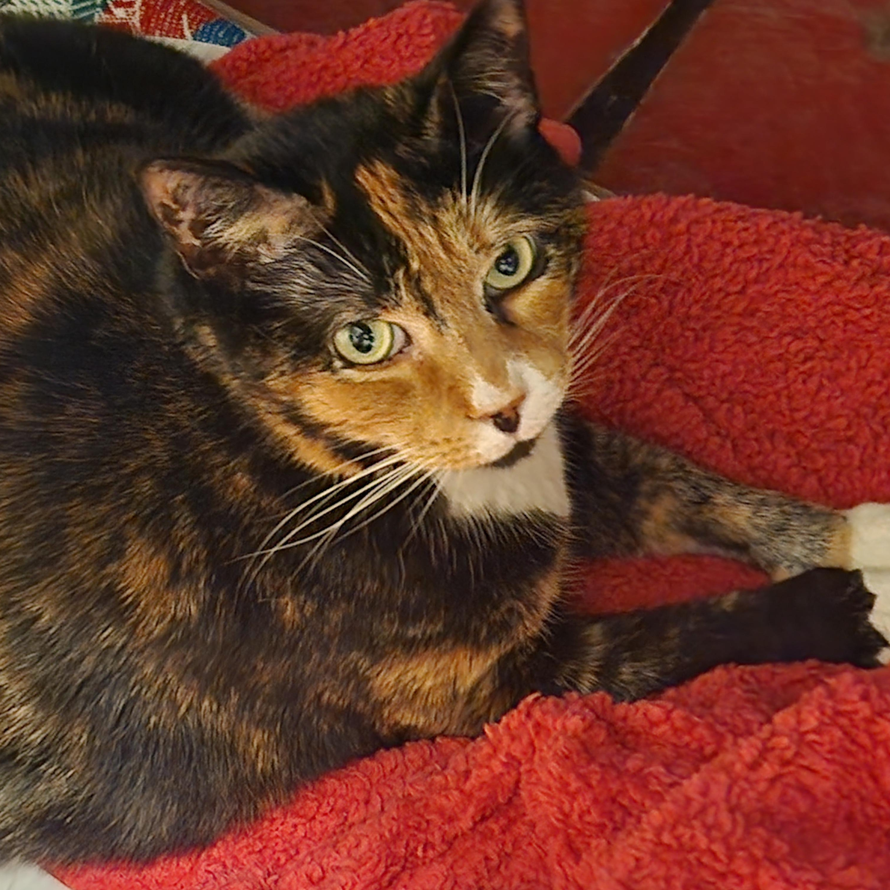 Enlarge Goda, an adopted American Shorthair in Union City, NJ image 5/5