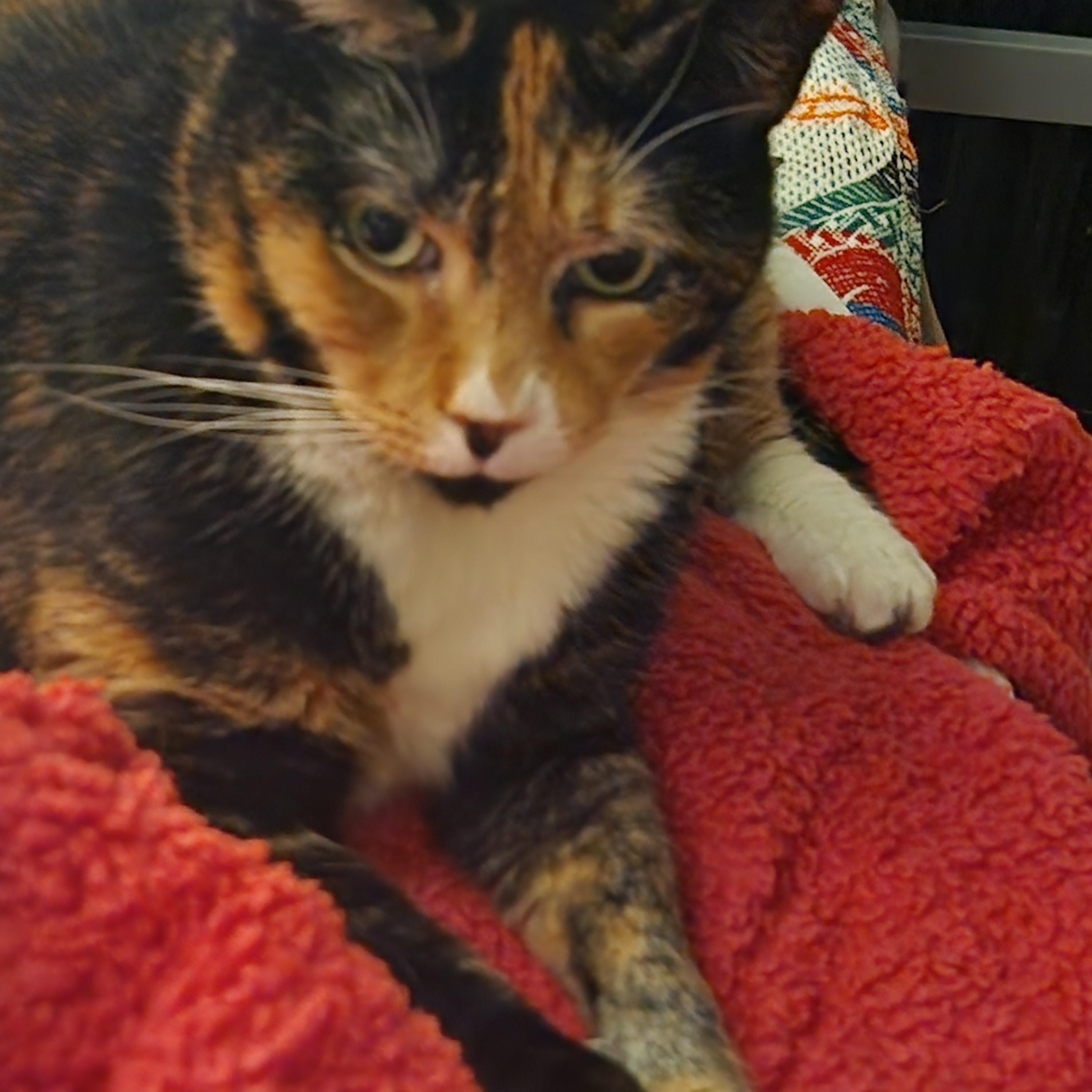 Enlarge Goda, an adopted American Shorthair in Union City, NJ image 3/5