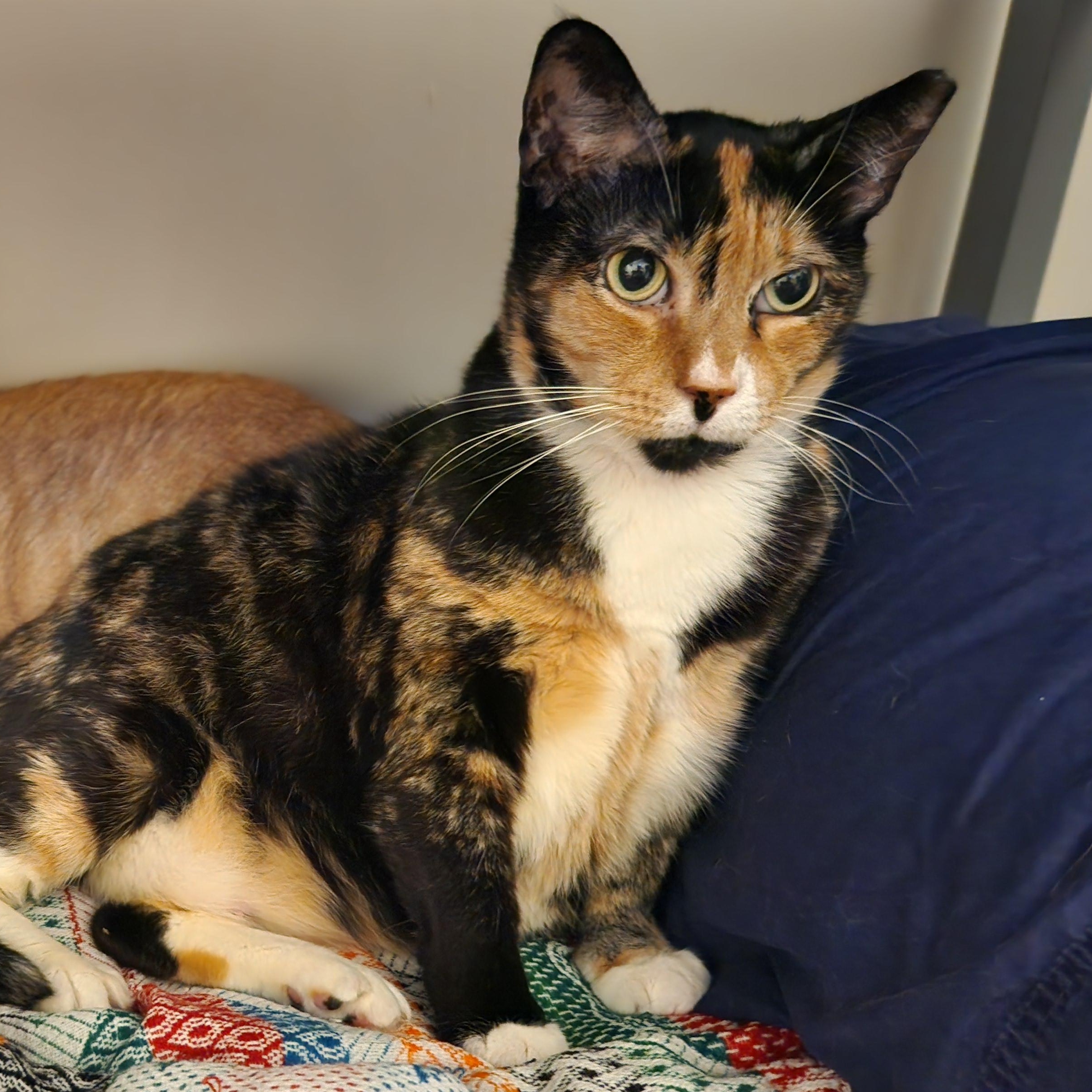 Goda, adopted, Adult Female American Shorthair.