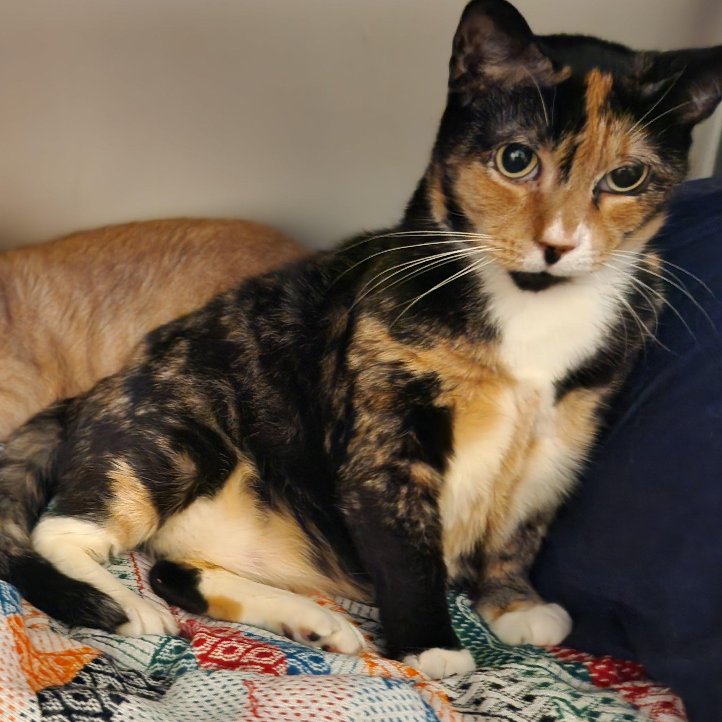 Enlarge Goda, an adopted American Shorthair in Union City, NJ image 4/5