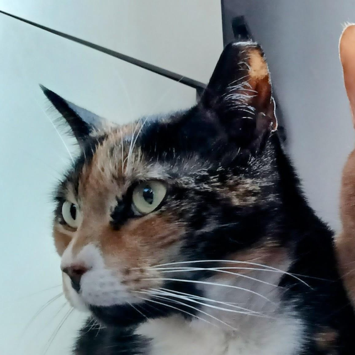 Enlarge Goda, an adopted American Shorthair in Union City, NJ image 2/5