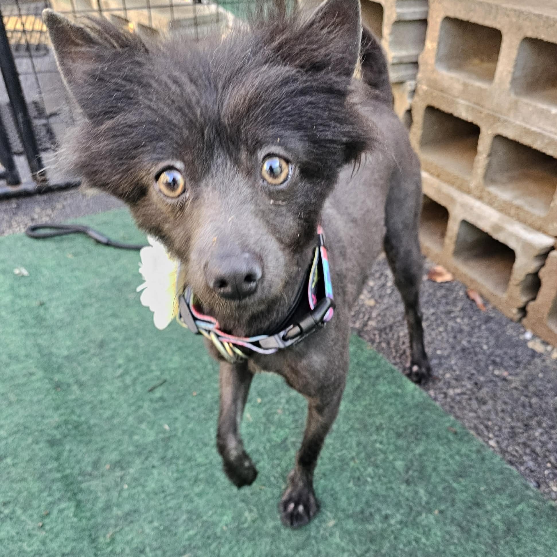 Clementine , ADOPTABLE, Young Female Pomeranian.