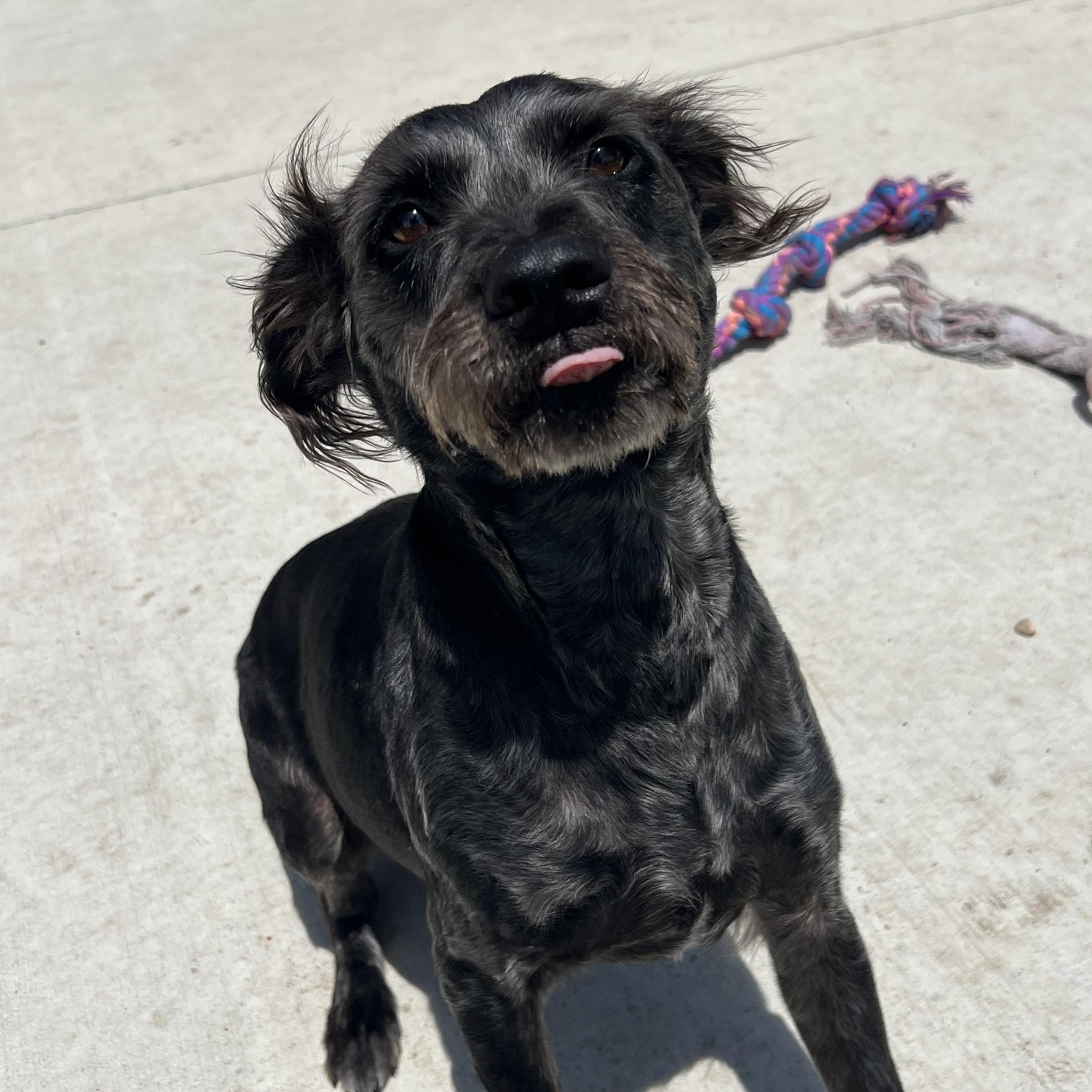 Stella, an adopted mixed breed in Spencer, IA image 3/3