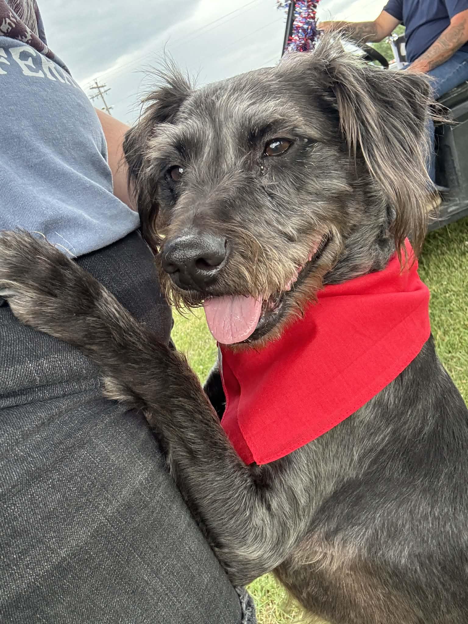 Stella, an adopted mixed breed in Spencer, IA image 2/3