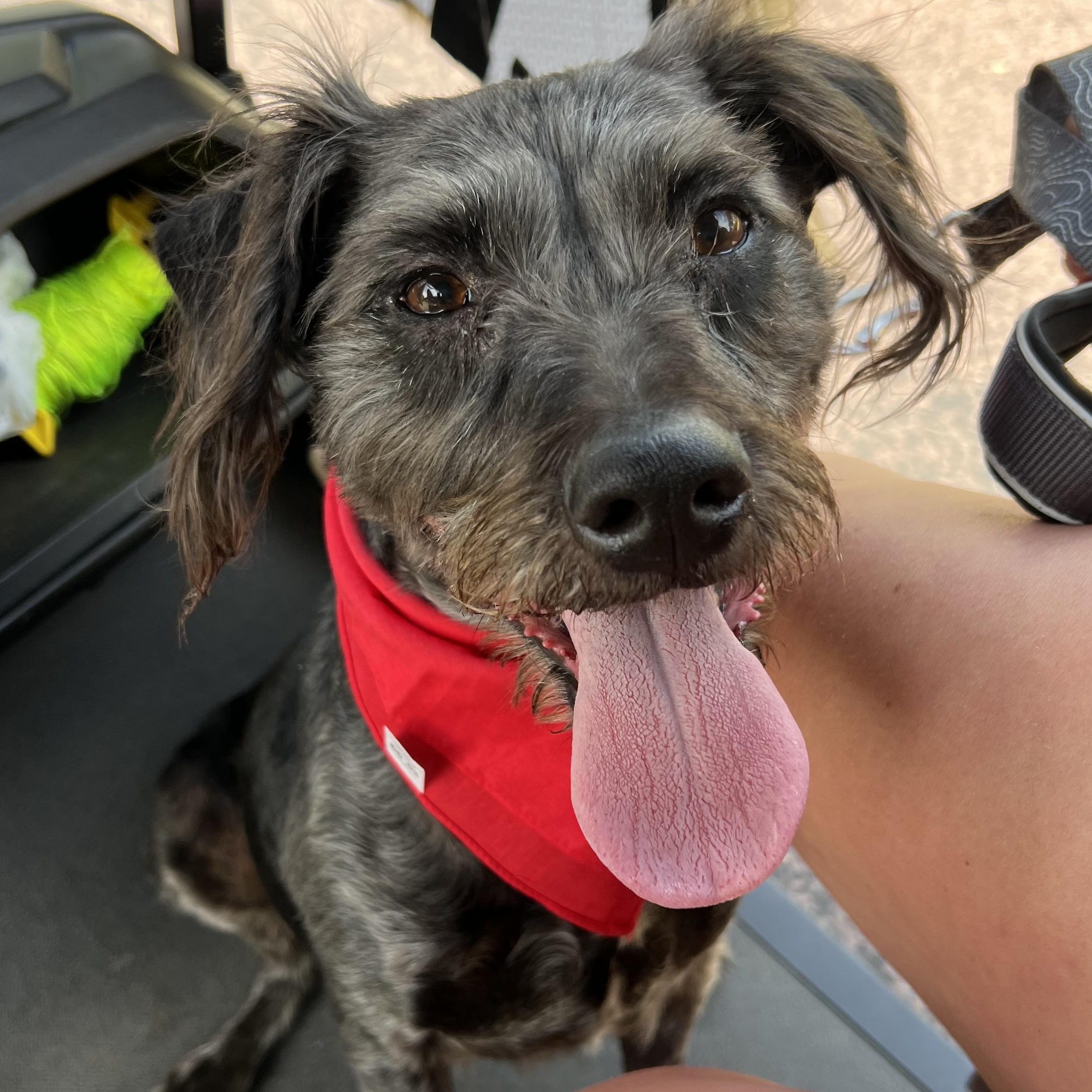 Stella, adopted, Adult Female Schnauzer.