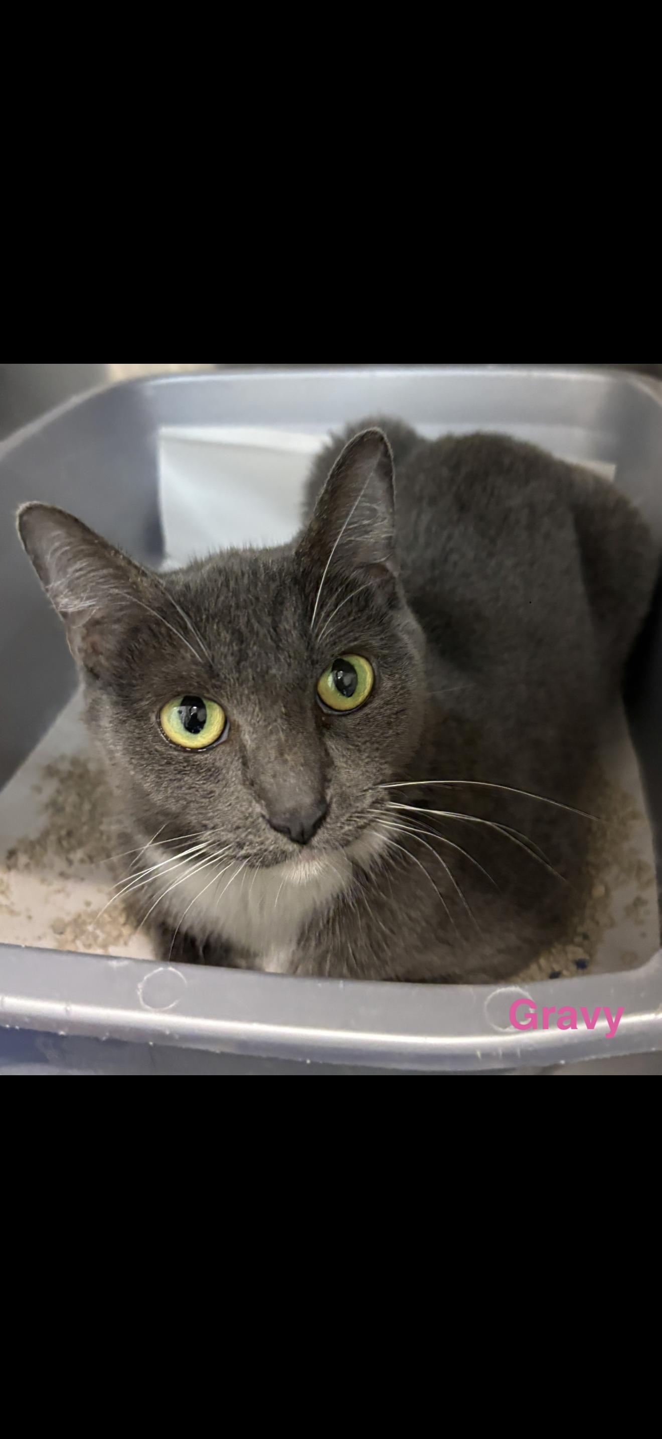Gravy, Adoptable, Young Female Domestic Short Hair.