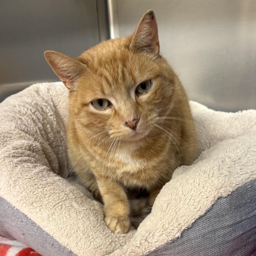 Enlarge Cheeto C26-006, a Adoptable Domestic Short Hair in Elbow Lake, MN image 1/1