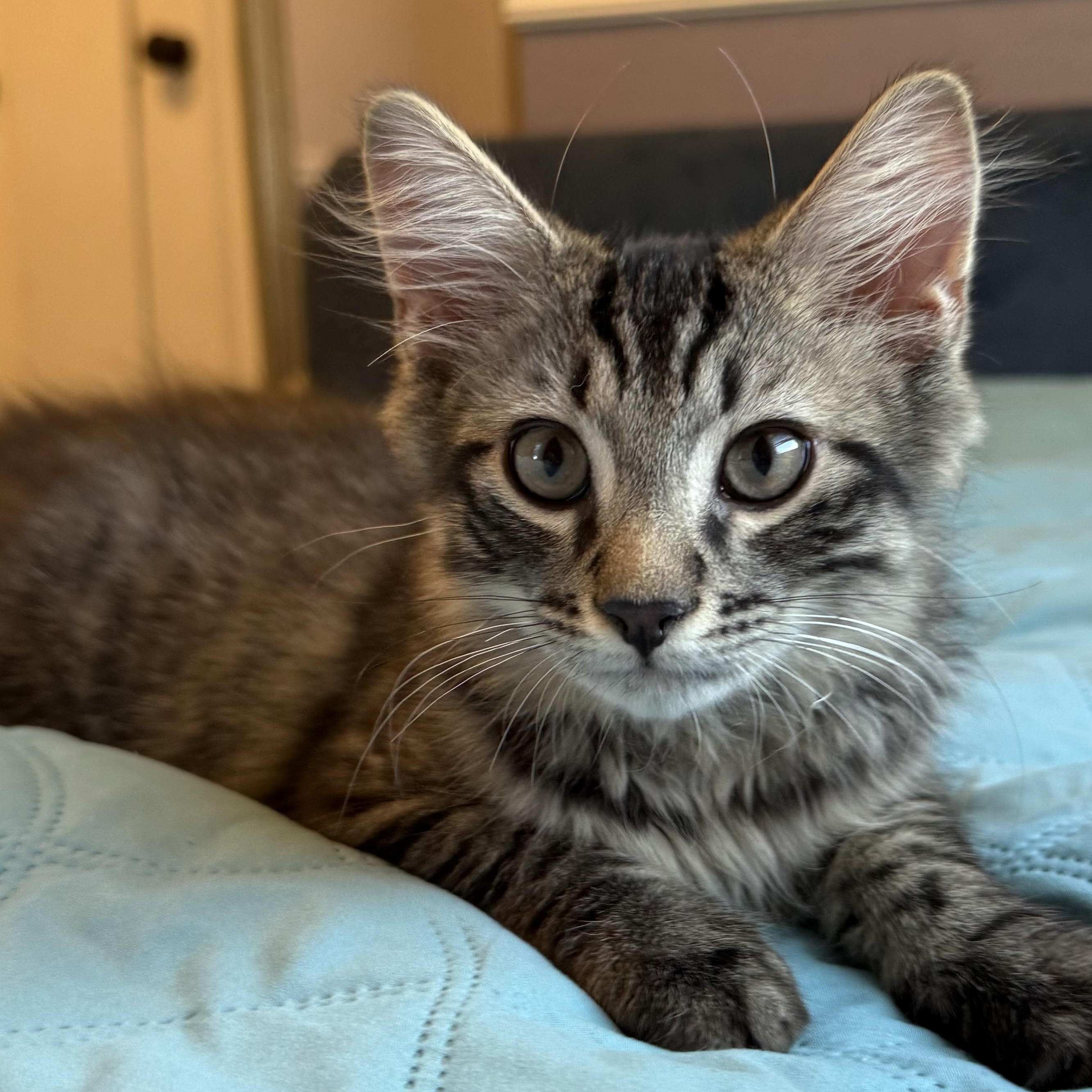 September, Adopted, Kitten Male Domestic Long Hair.