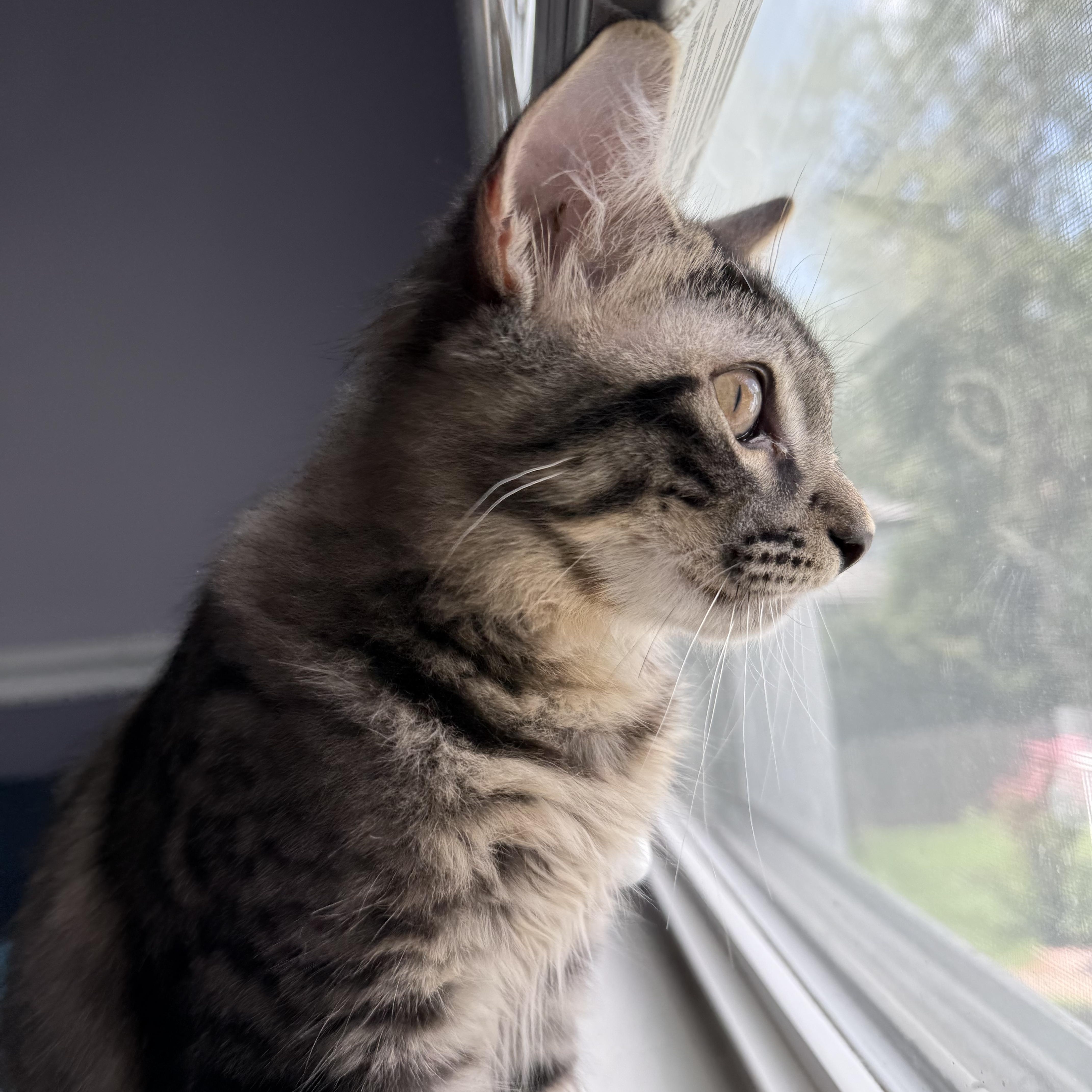 Enlarge September, a Adopted Domestic Long Hair in Colonia, NJ image 3/5