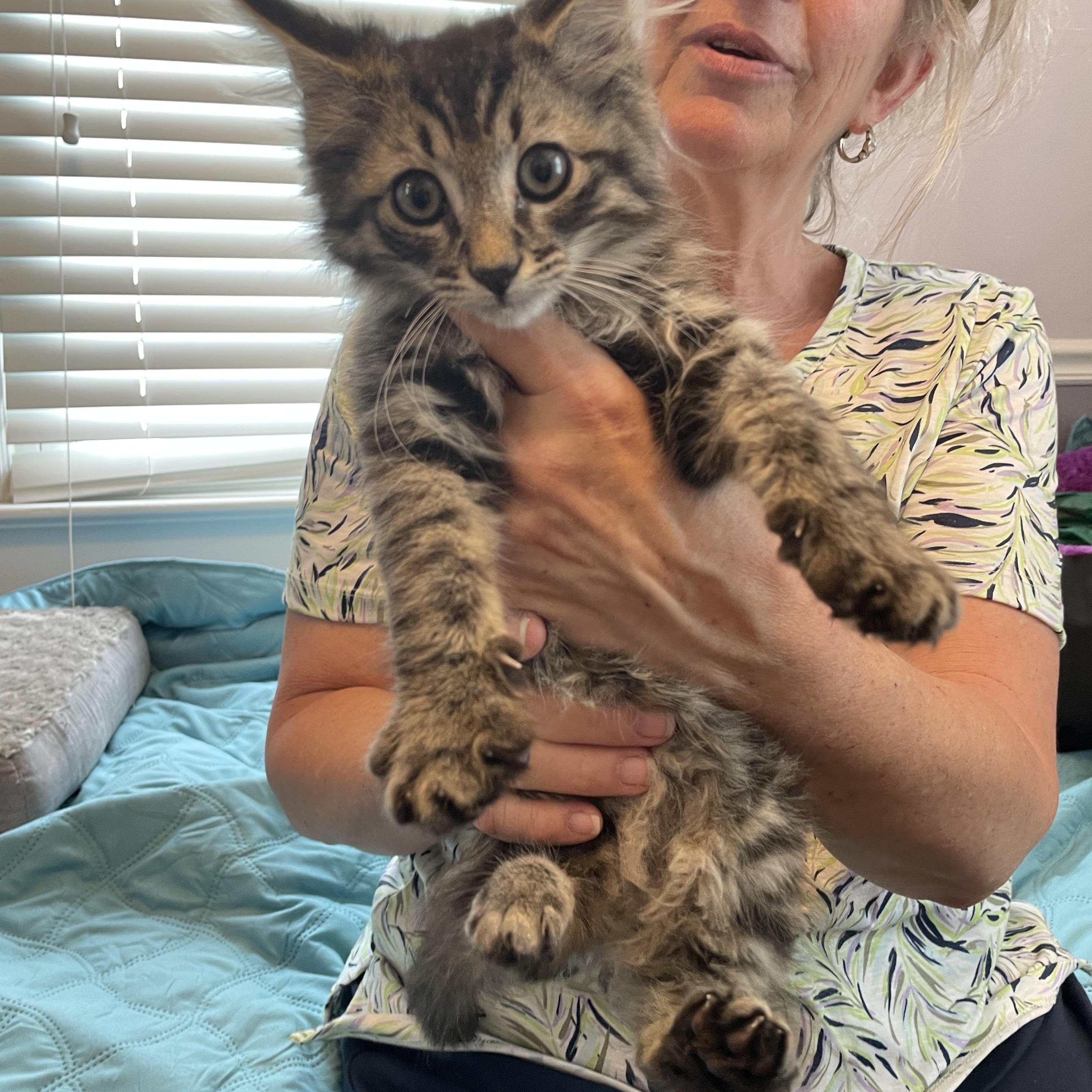 Enlarge September, a Adopted Domestic Long Hair in Colonia, NJ image 4/5