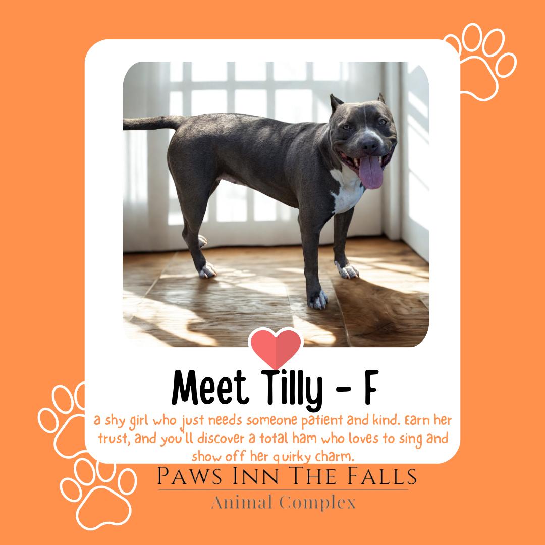 Enlarge Tilly, a Adoptable Pit Bull Terrier in Wheatfield, NY image 1/1
