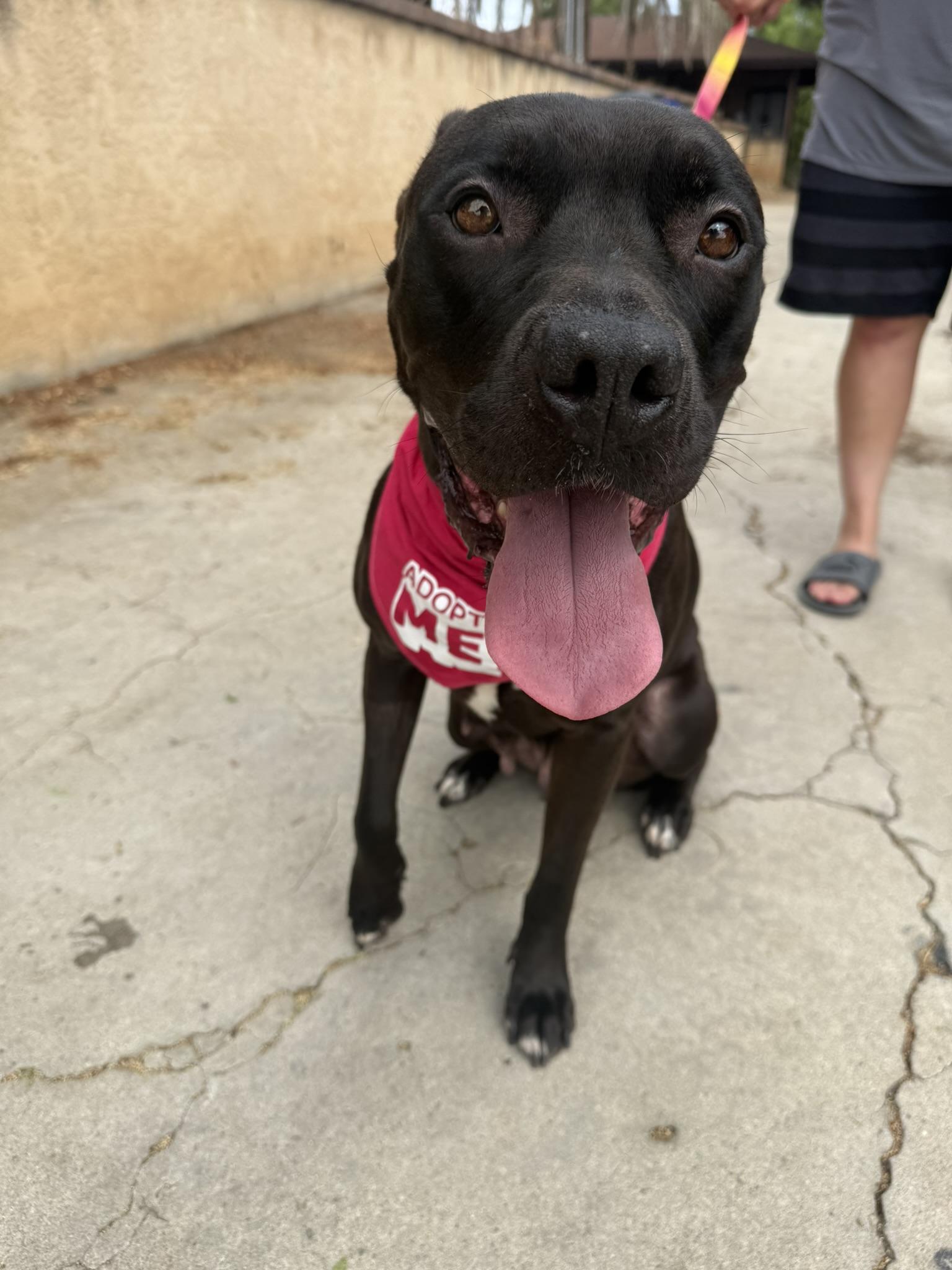 Enlarge Athena, a ADOPTABLE mixed breed in Lakeside, CA image 3/3