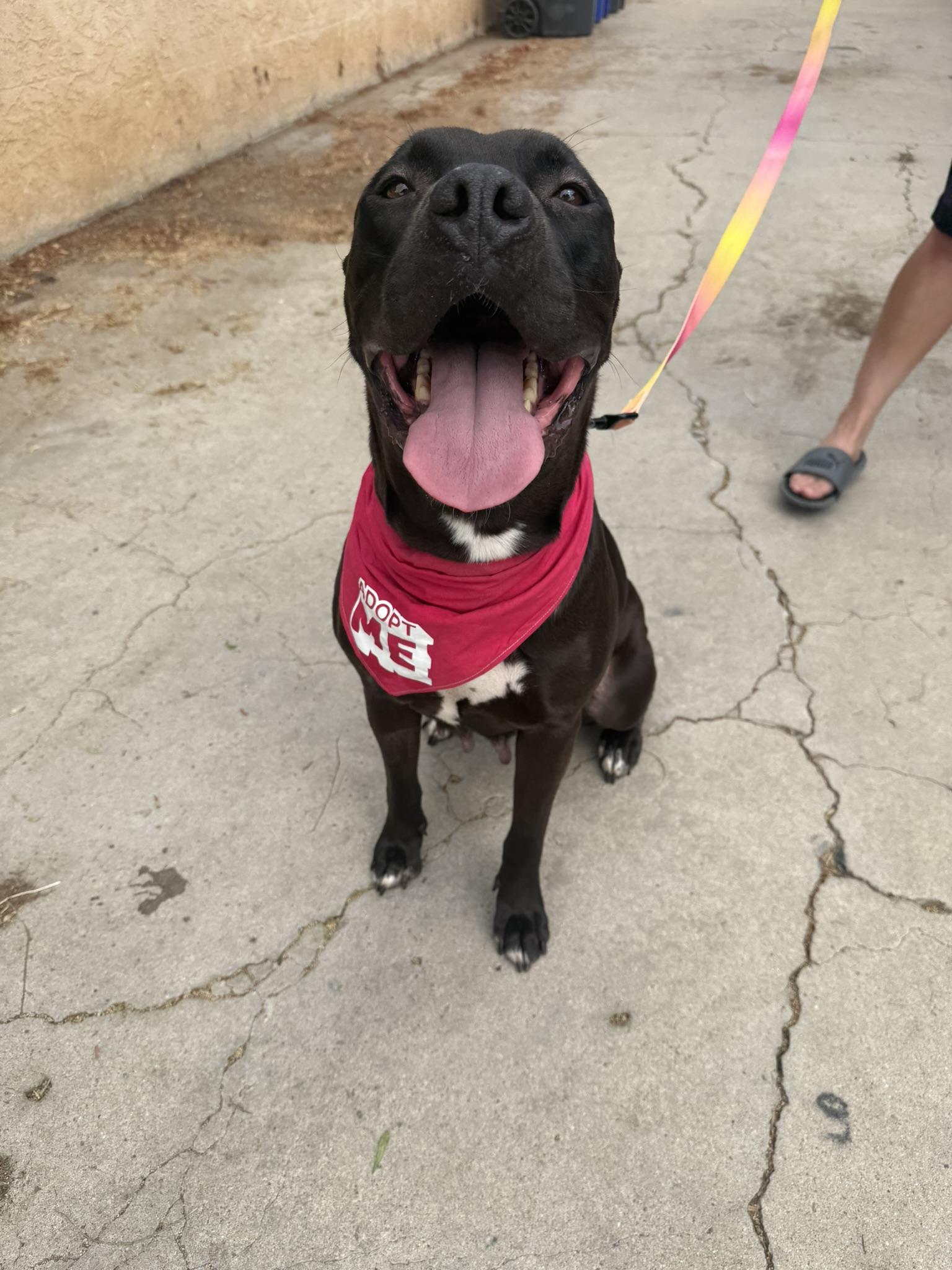 Enlarge Athena, a ADOPTABLE mixed breed in Lakeside, CA image 2/3