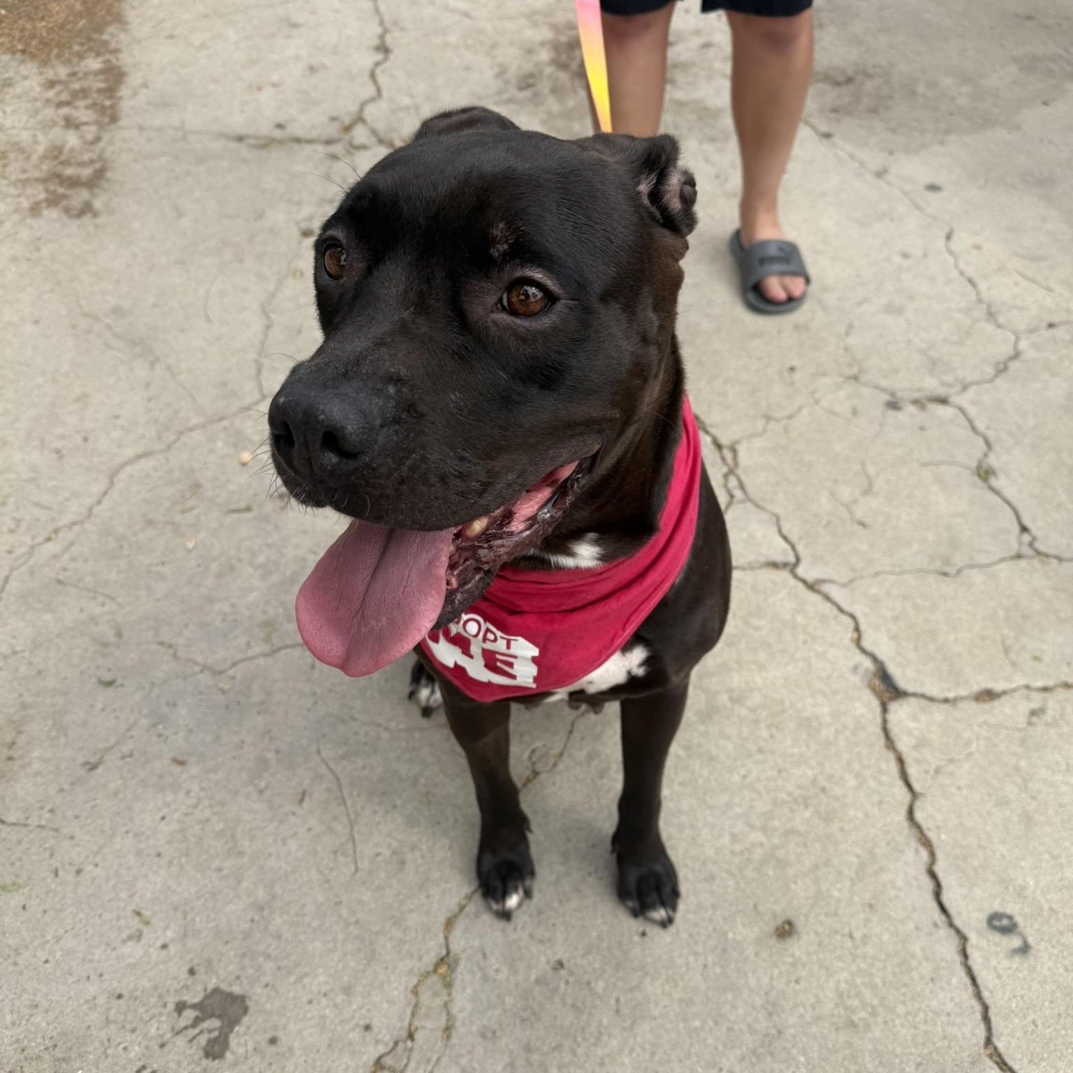 Athena, ADOPTABLE, Adult Female American Bully.