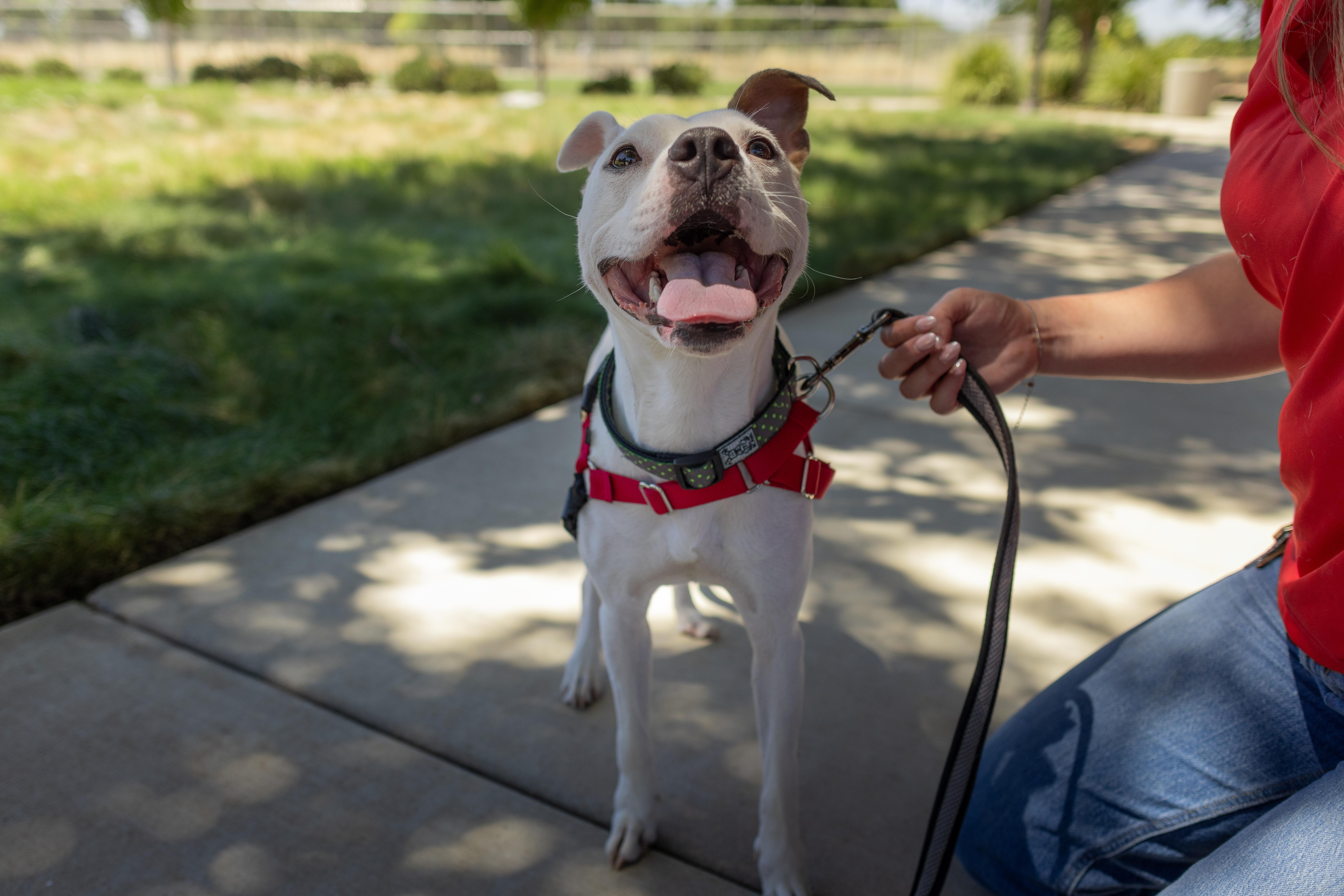 Naya - Adoption Fee Sponsored by the ASPCA The Rescue Effect, a Adoptable mixed breed in Chico, CA image 1/6
