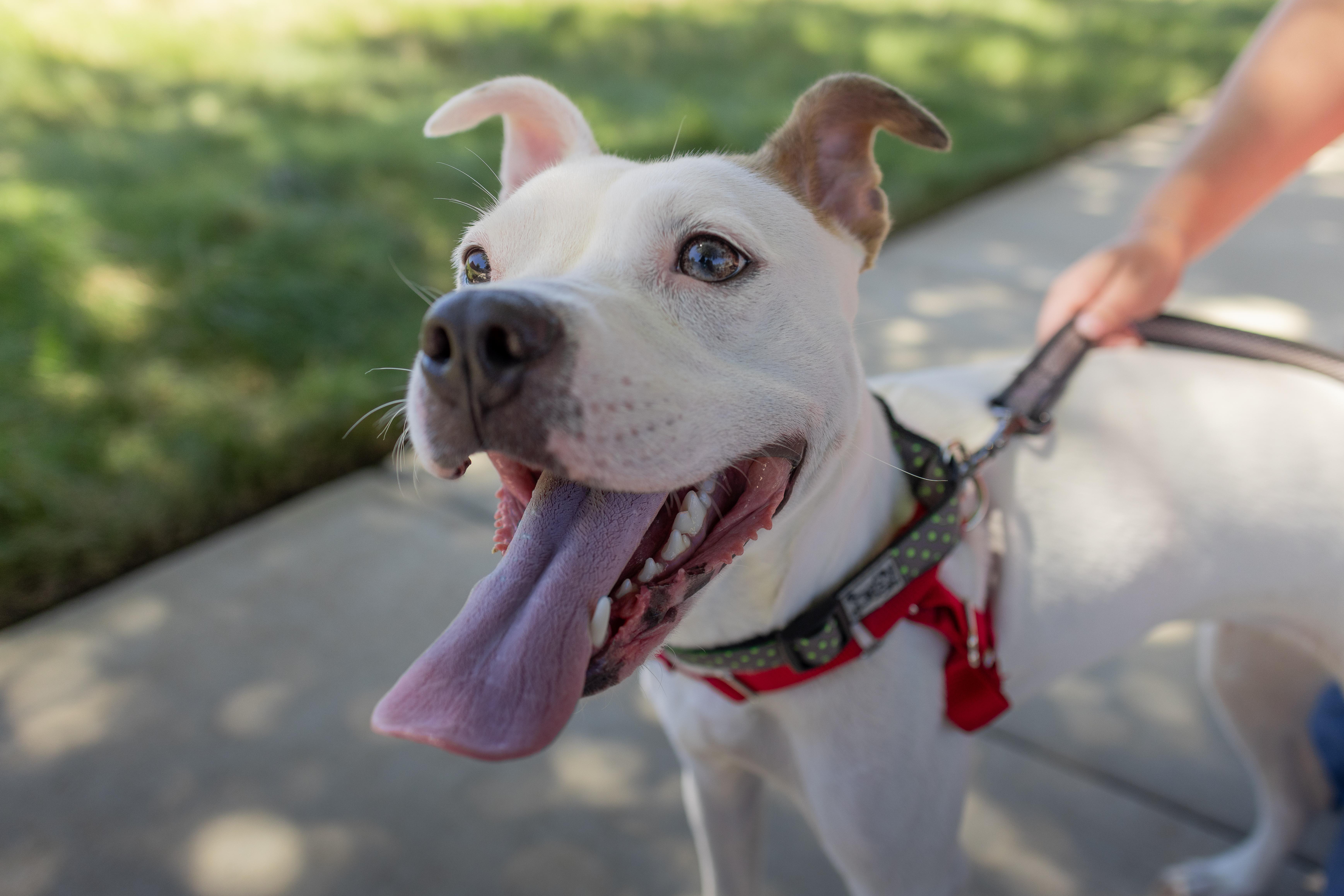 Naya - Adoption Fee Sponsored by the ASPCA The Rescue Effect, a Adoptable mixed breed in Chico, CA image 2/6