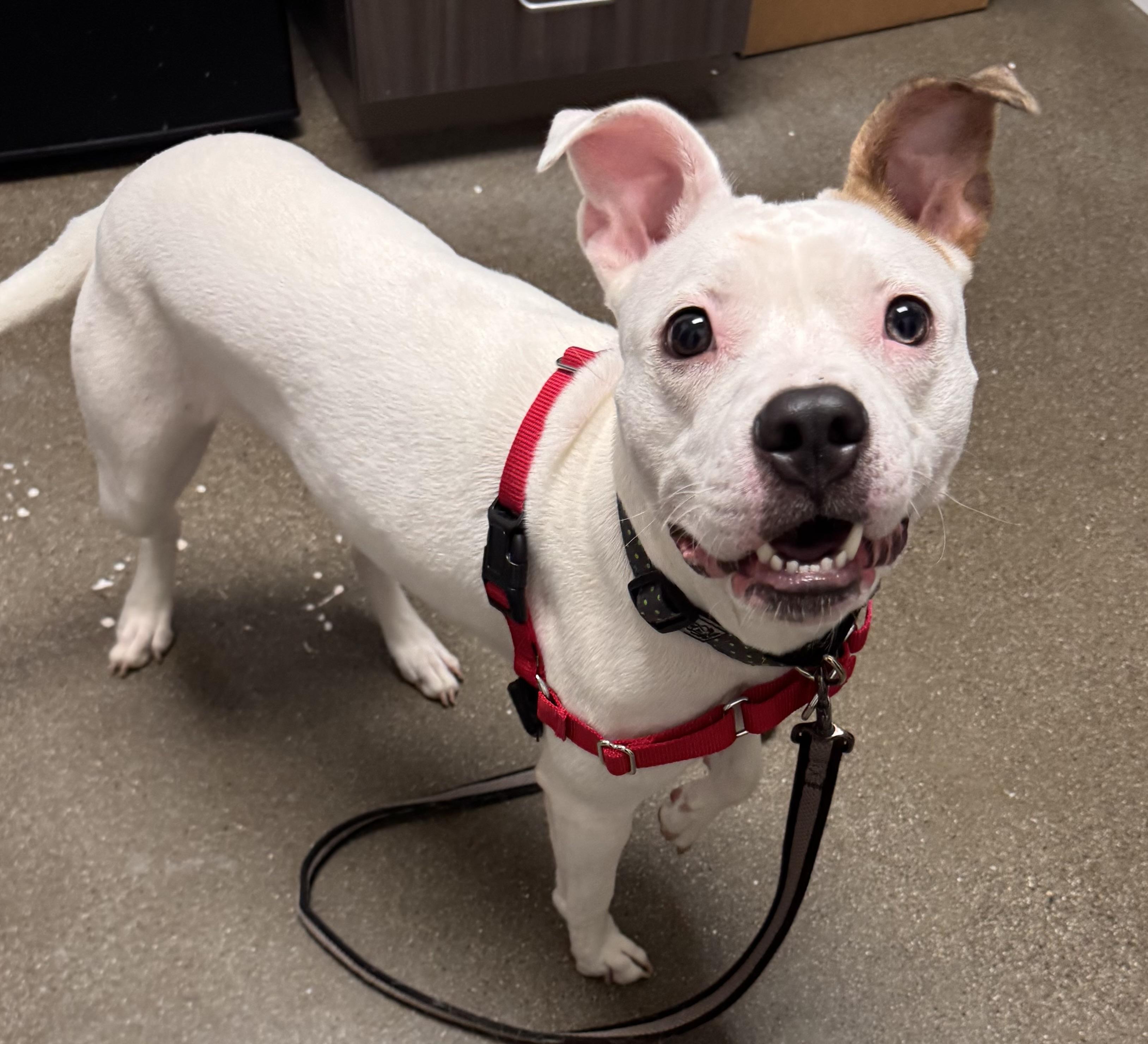 Naya - Adoption Fee Sponsored by the ASPCA The Rescue Effect, a Adoptable mixed breed in Chico, CA image 3/6