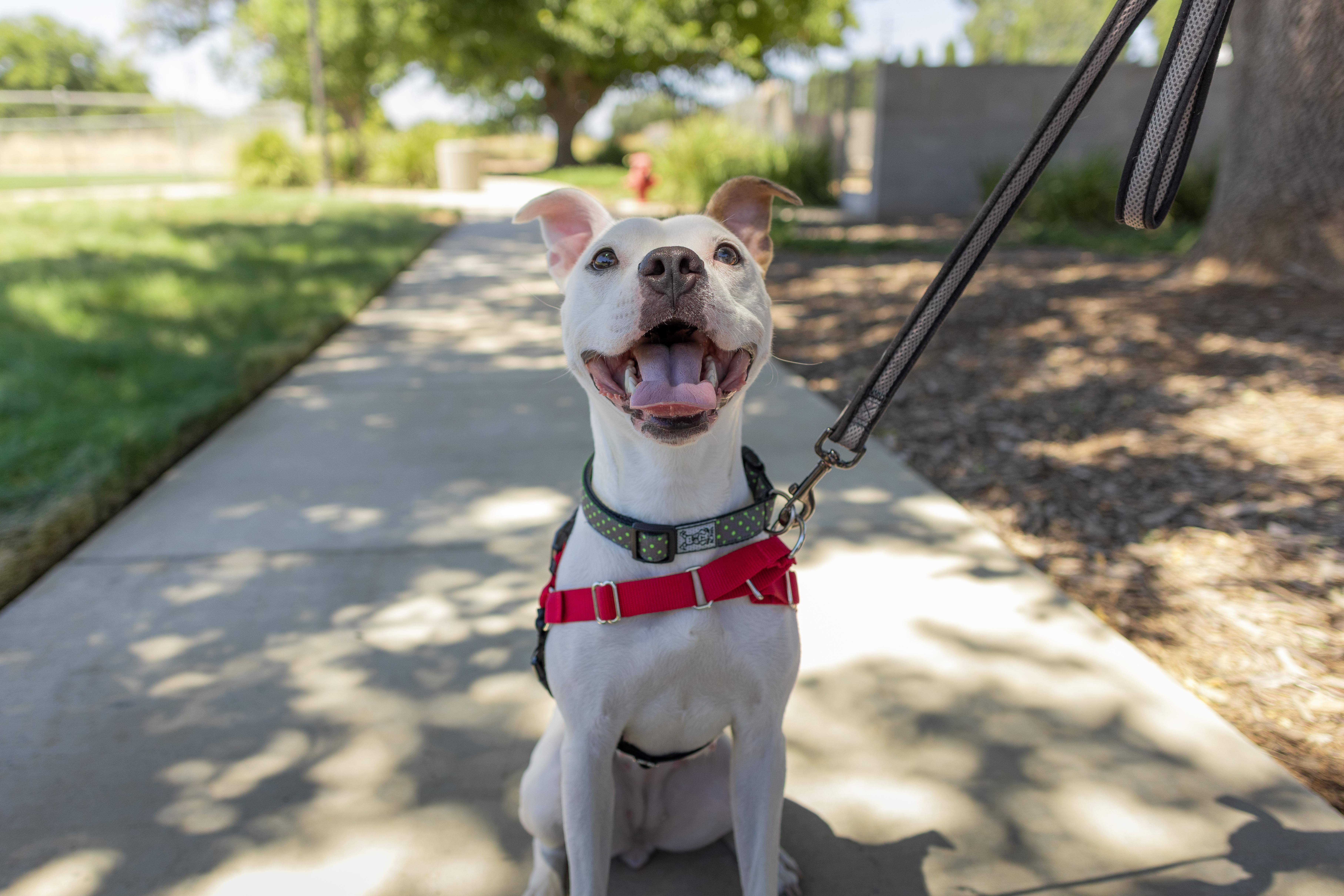 Naya - Adoption Fee Sponsored by the ASPCA The Rescue Effect, a Adoptable mixed breed in Chico, CA image 4/6