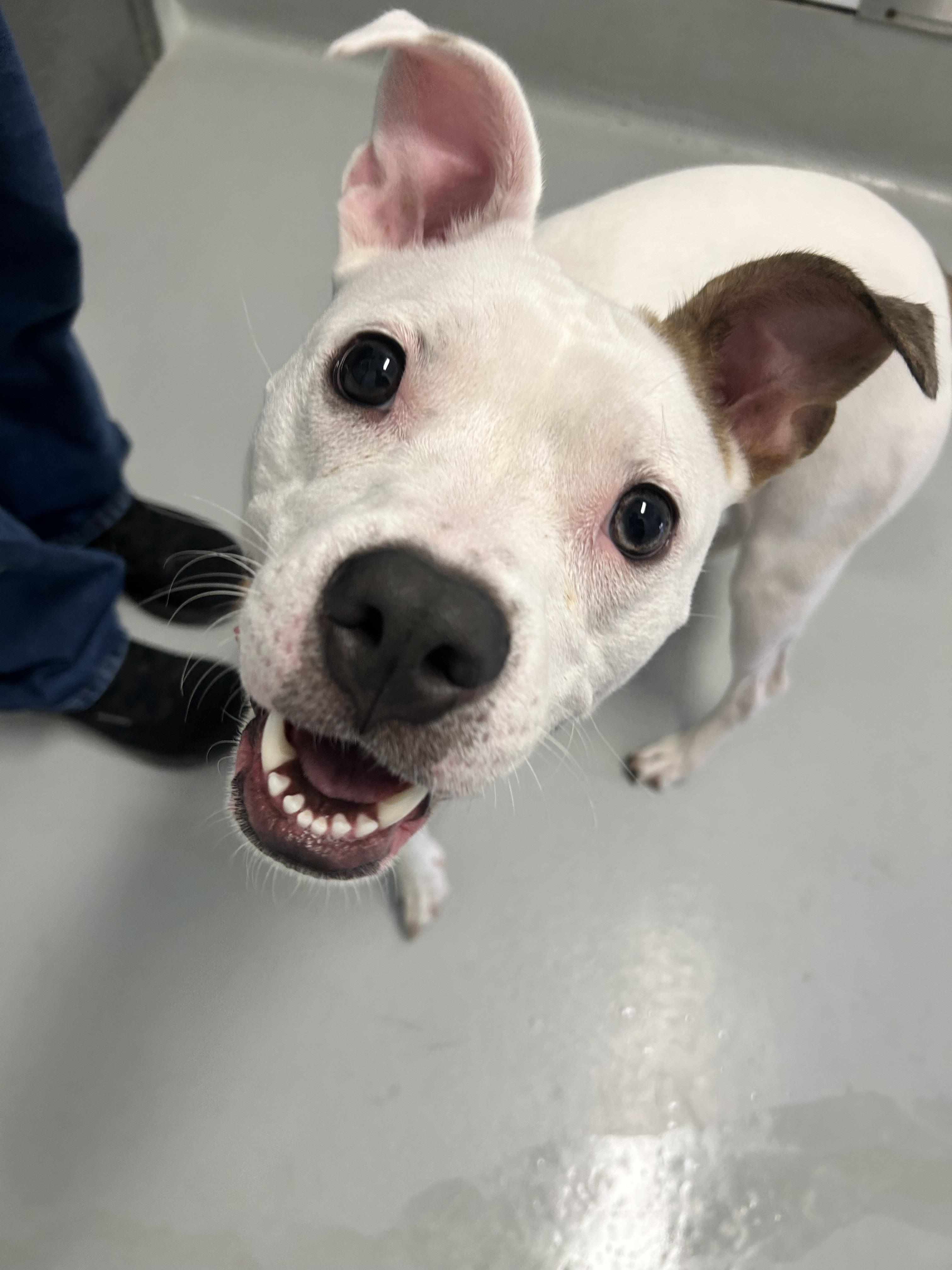 Naya - Adoption Fee Sponsored by the ASPCA The Rescue Effect, a Adoptable mixed breed in Chico, CA image 5/6