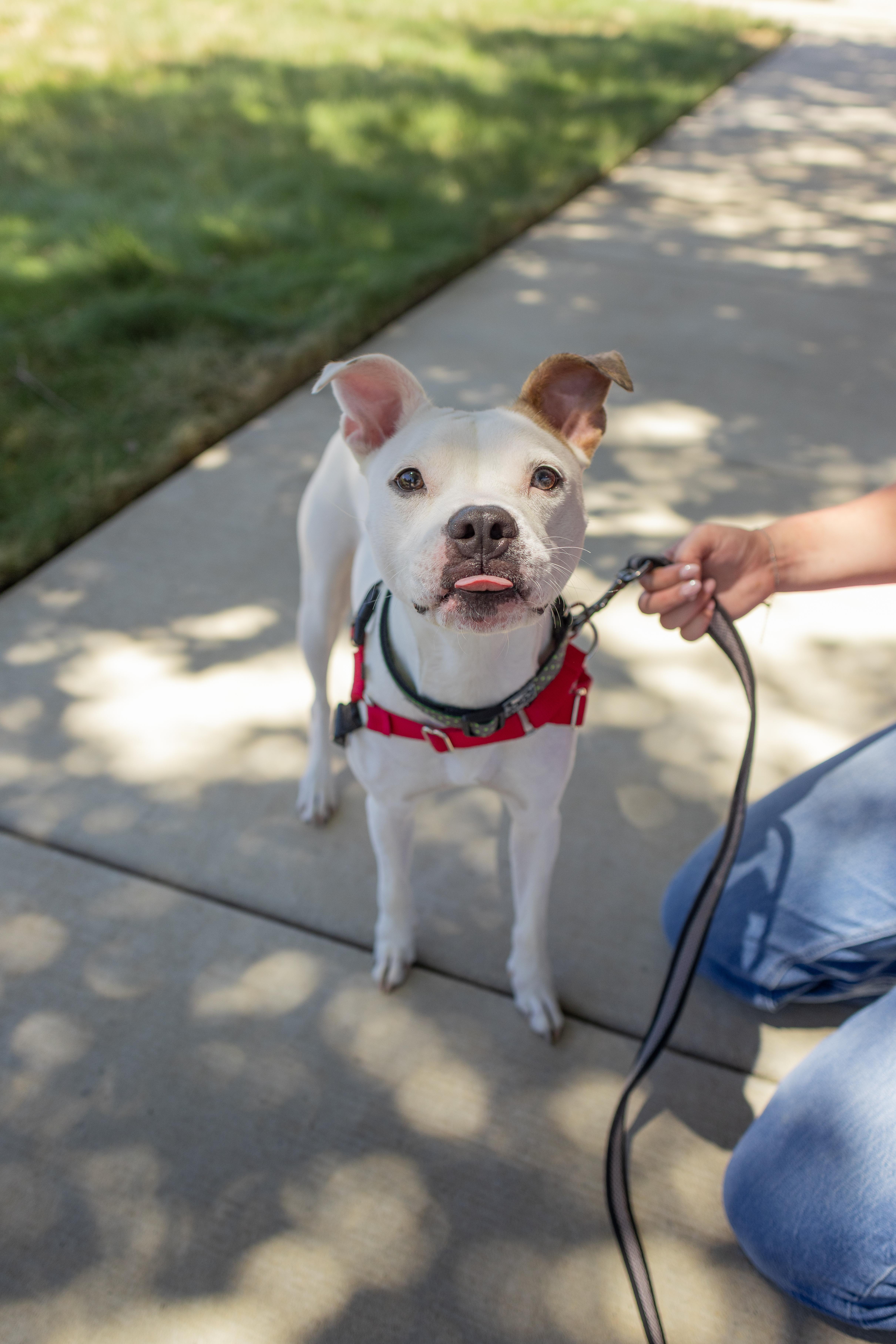 Naya - Adoption Fee Sponsored by the ASPCA The Rescue Effect, a Adoptable mixed breed in Chico, CA image 6/6