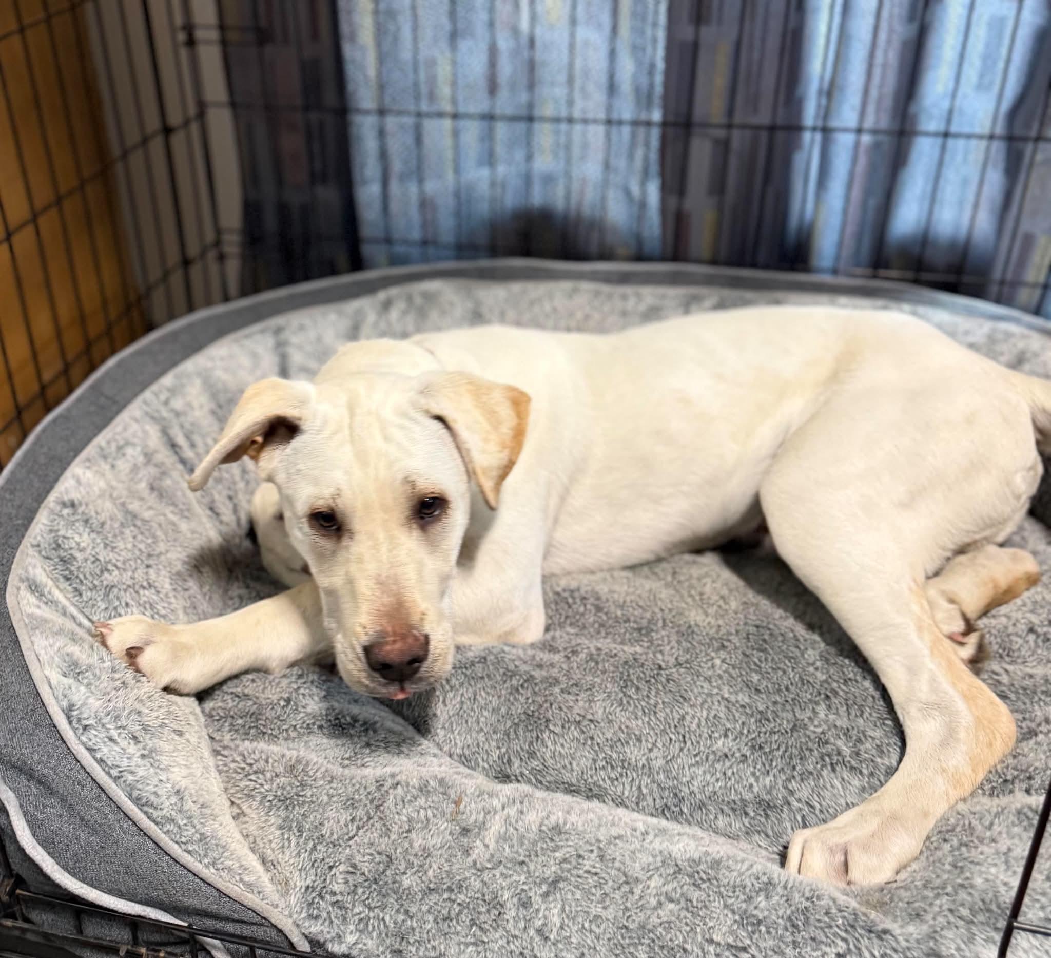 Mighty Moe, adopted, Young Male Labrador Retriever.