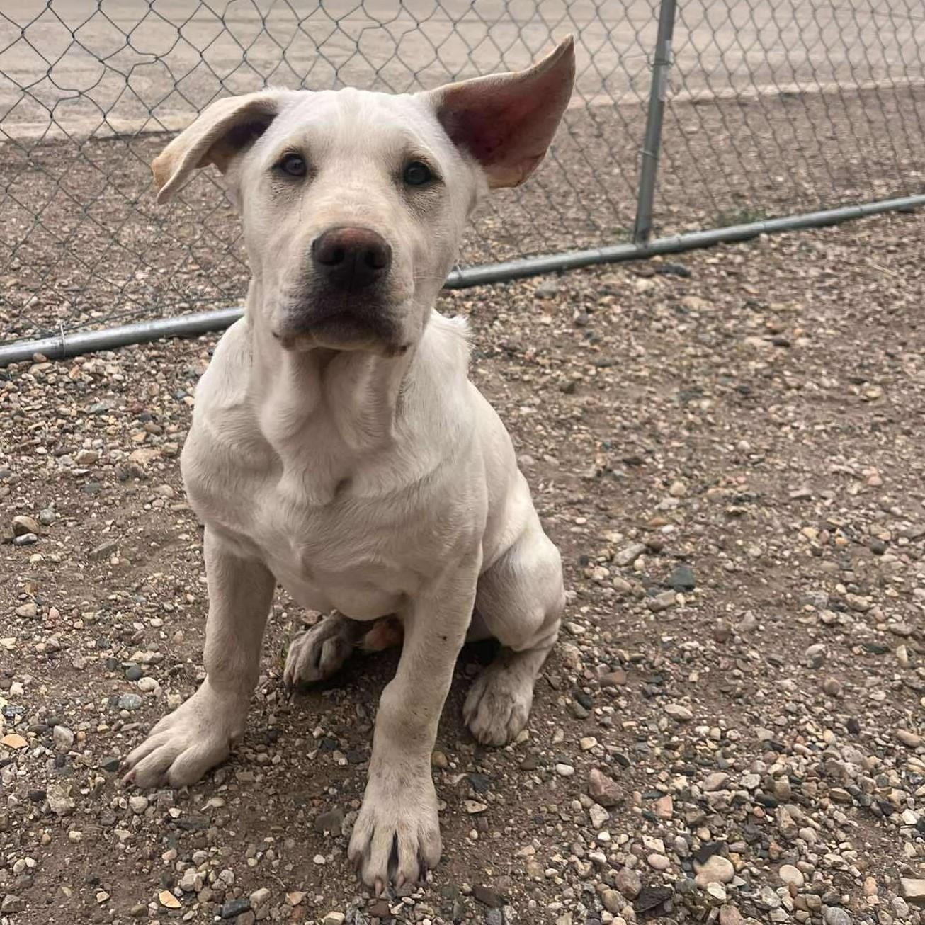 Mighty Moe, an adopted mixed breed in Grand Forks, ND image 2/2