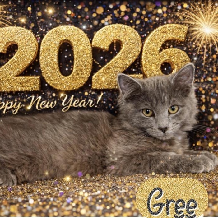 Gree, Adoptable, Young Female Domestic Medium Hair.