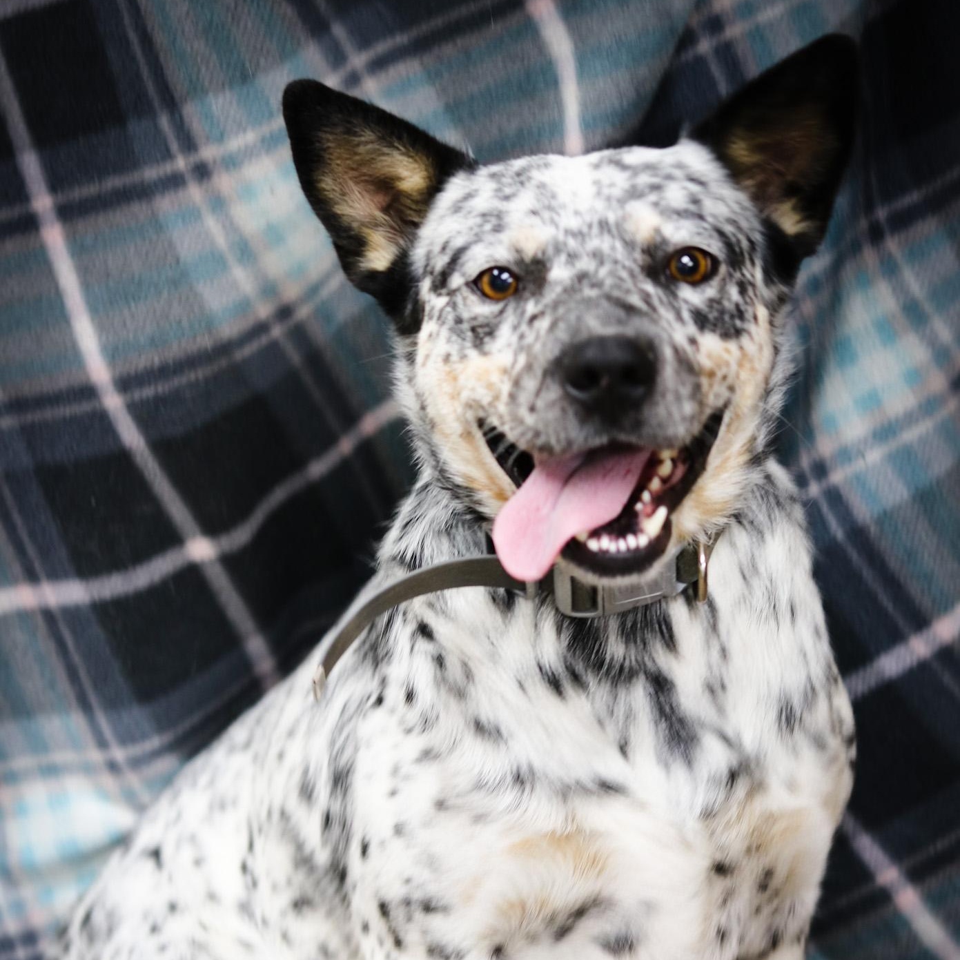 Smilin' "Tex"